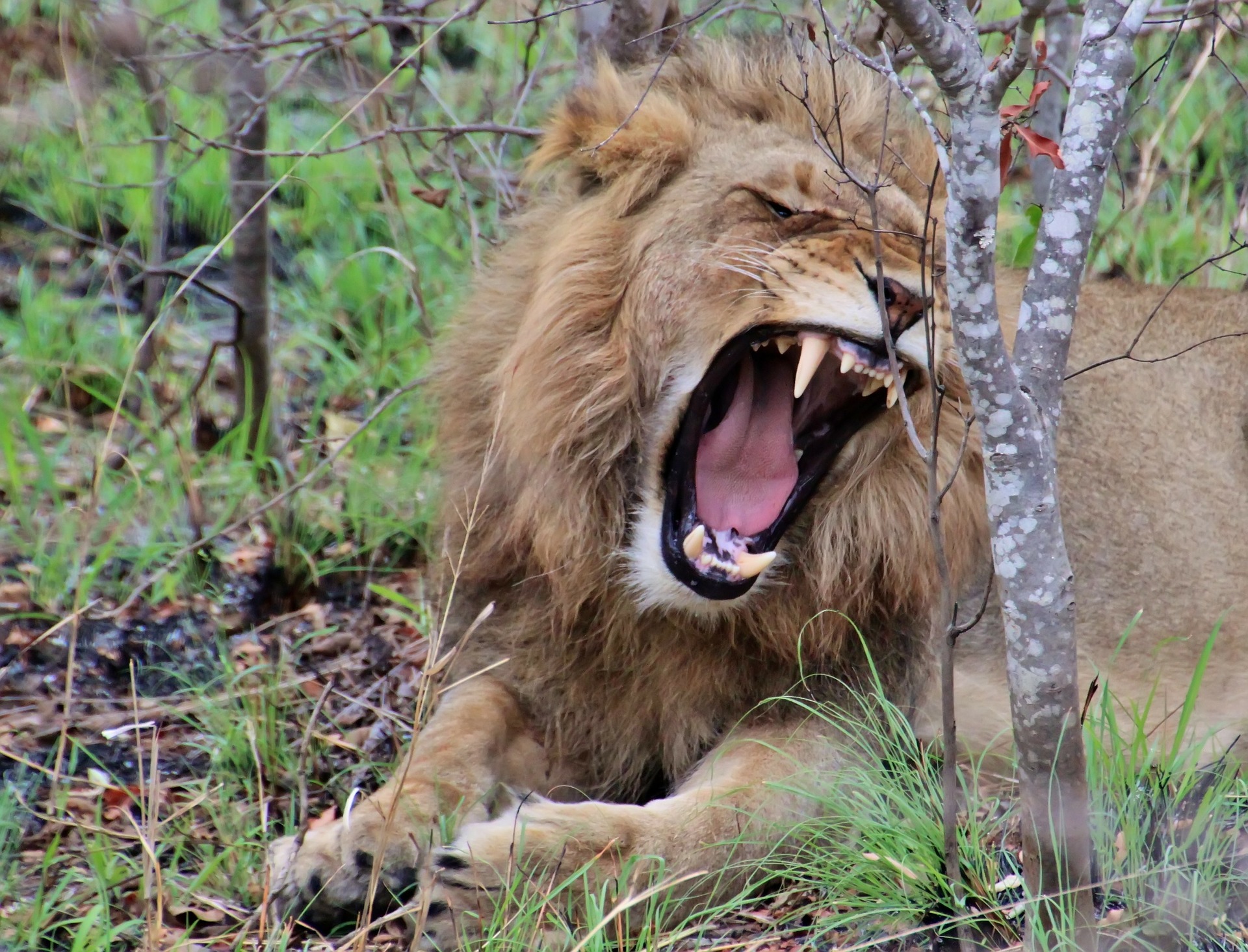 Free Photo Fierce Animal Lion Powerful Free Download Jooinn