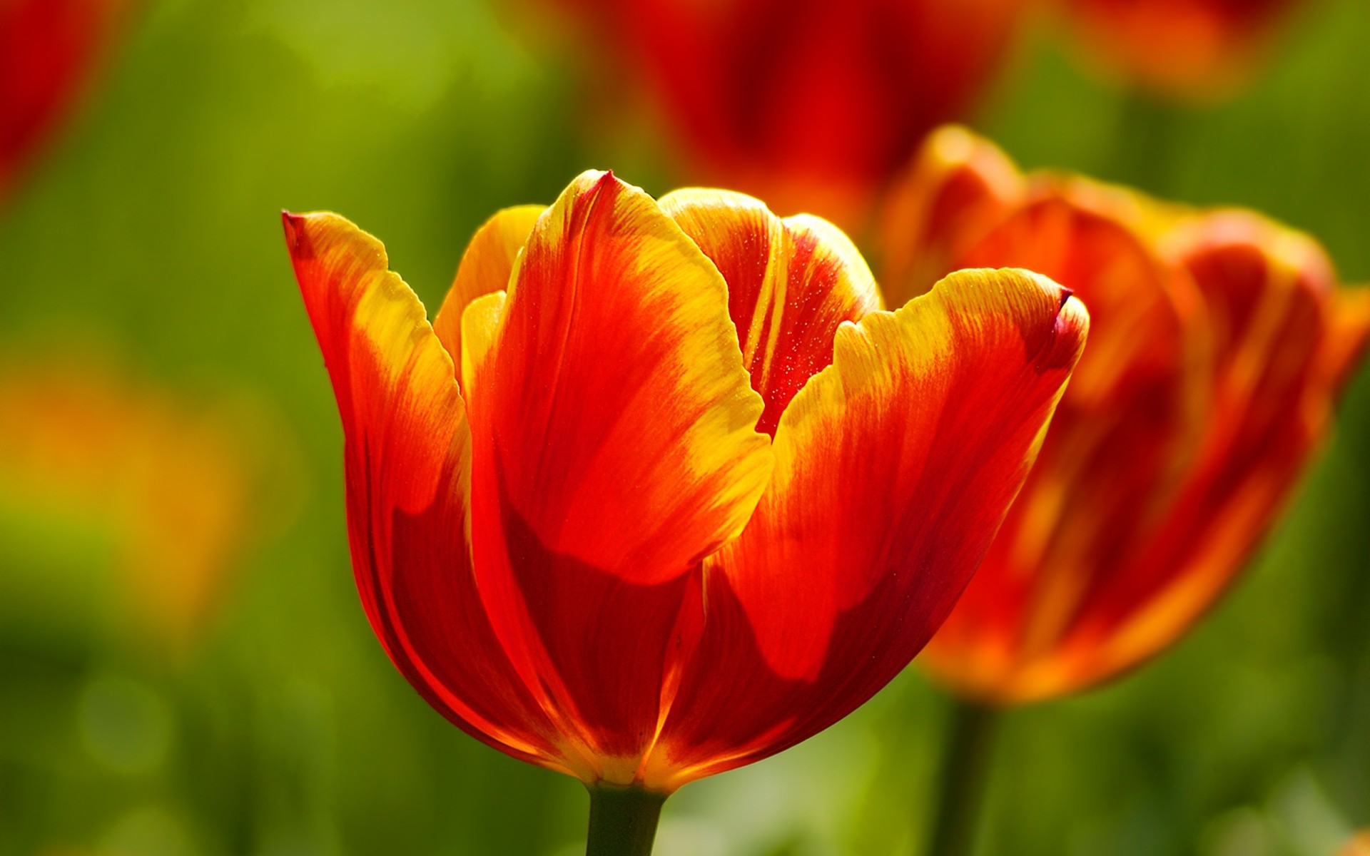 Flowers: Fiery Tulips Beautiful Flowers Petals Nature Red Yellow ...