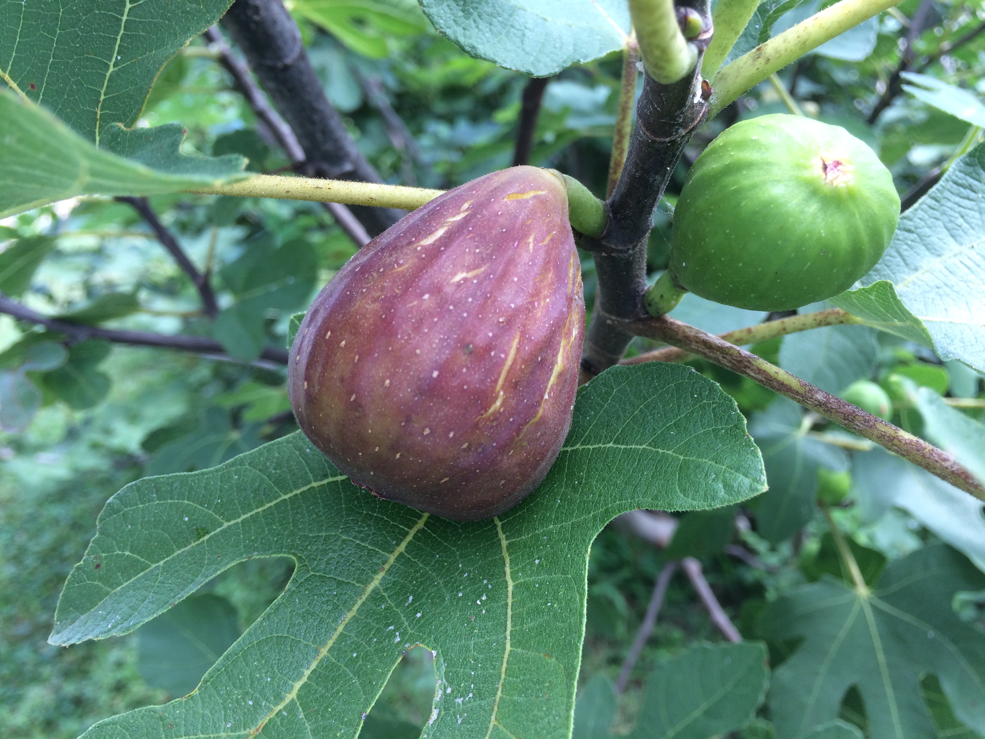 The 2017 fig season - General Fruit Growing - Growing Fruit