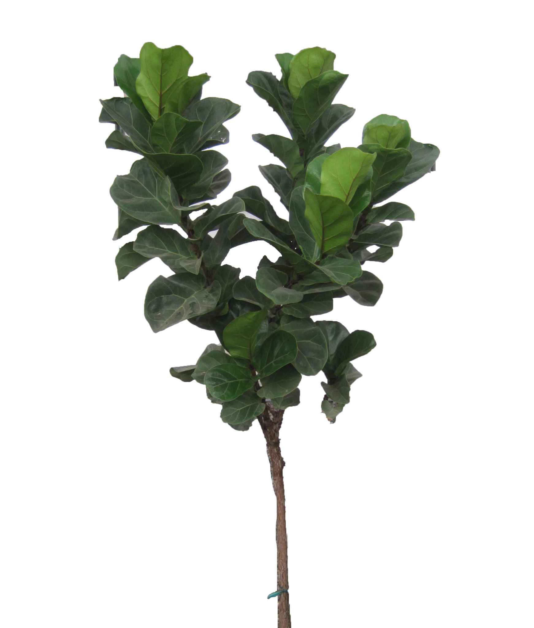 Buy Little Fiddle Leaf Fig Tree Online | Real Fiddle Leaf Fig For Sale
