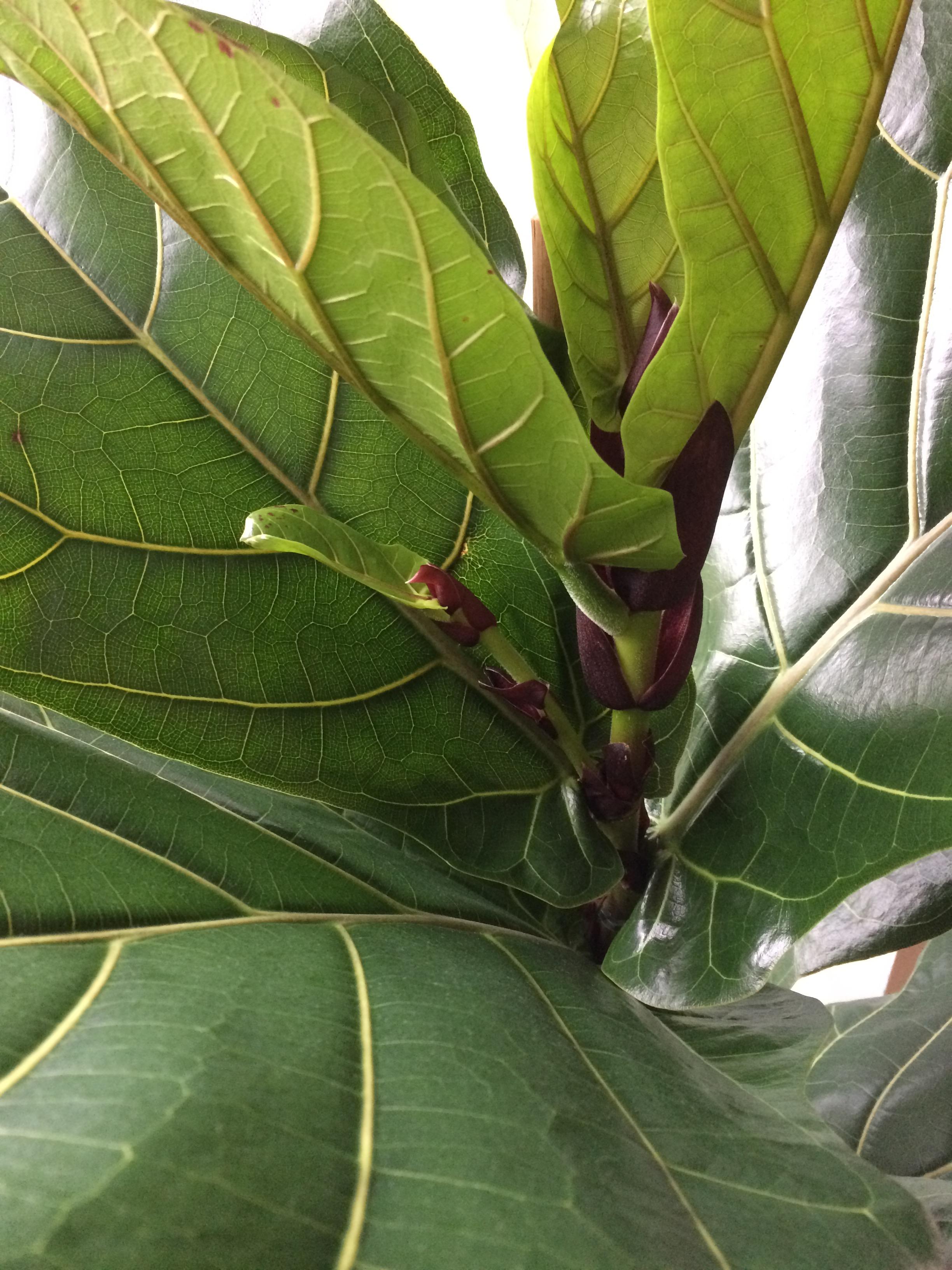 My fiddle leaf fig tree is having a new branch!!! : IndoorGarden