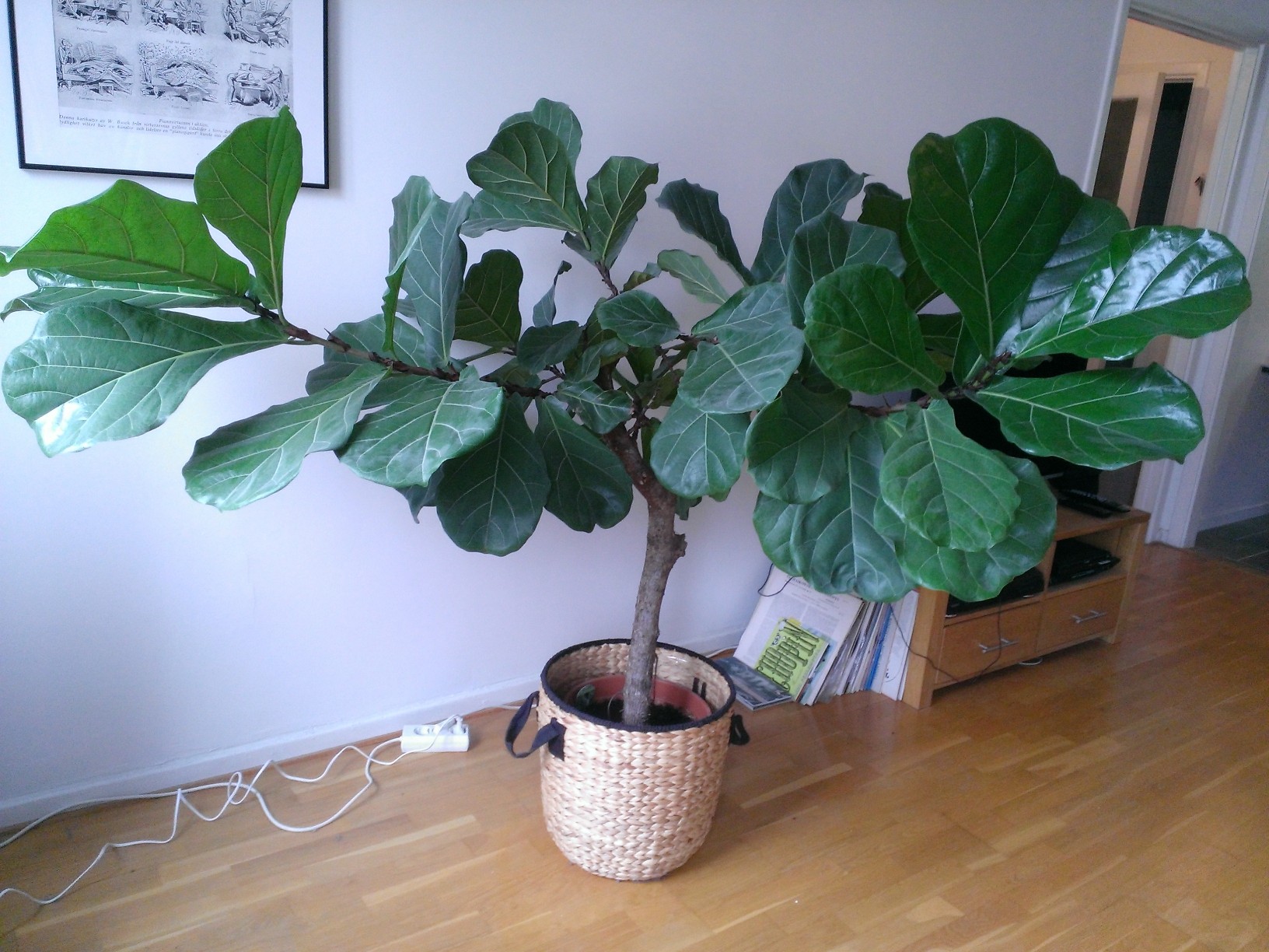 houseplants - How to prune a fiddle leaf fig tree - Gardening ...