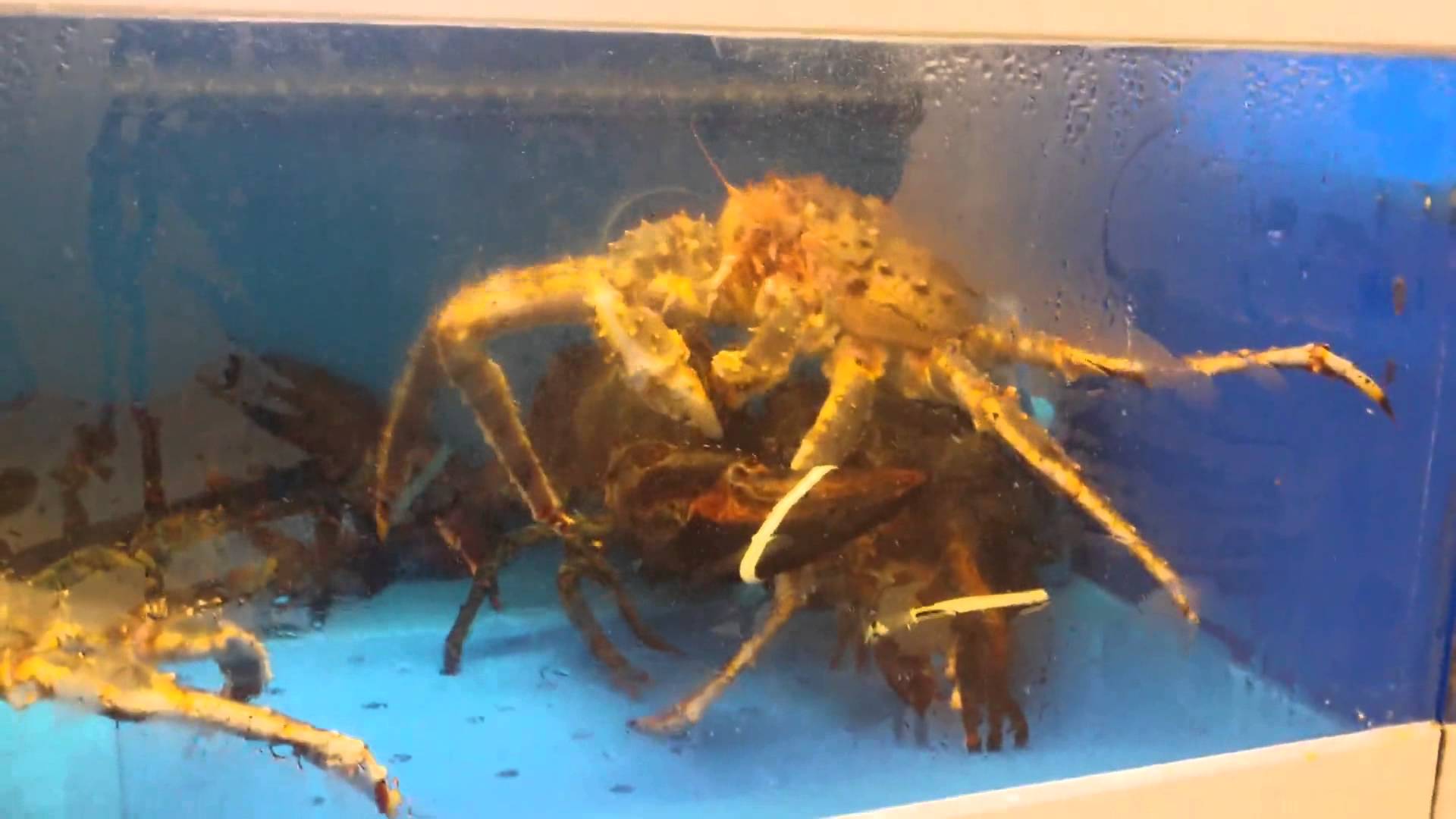Epic fight between lobster and king crab - YouTube