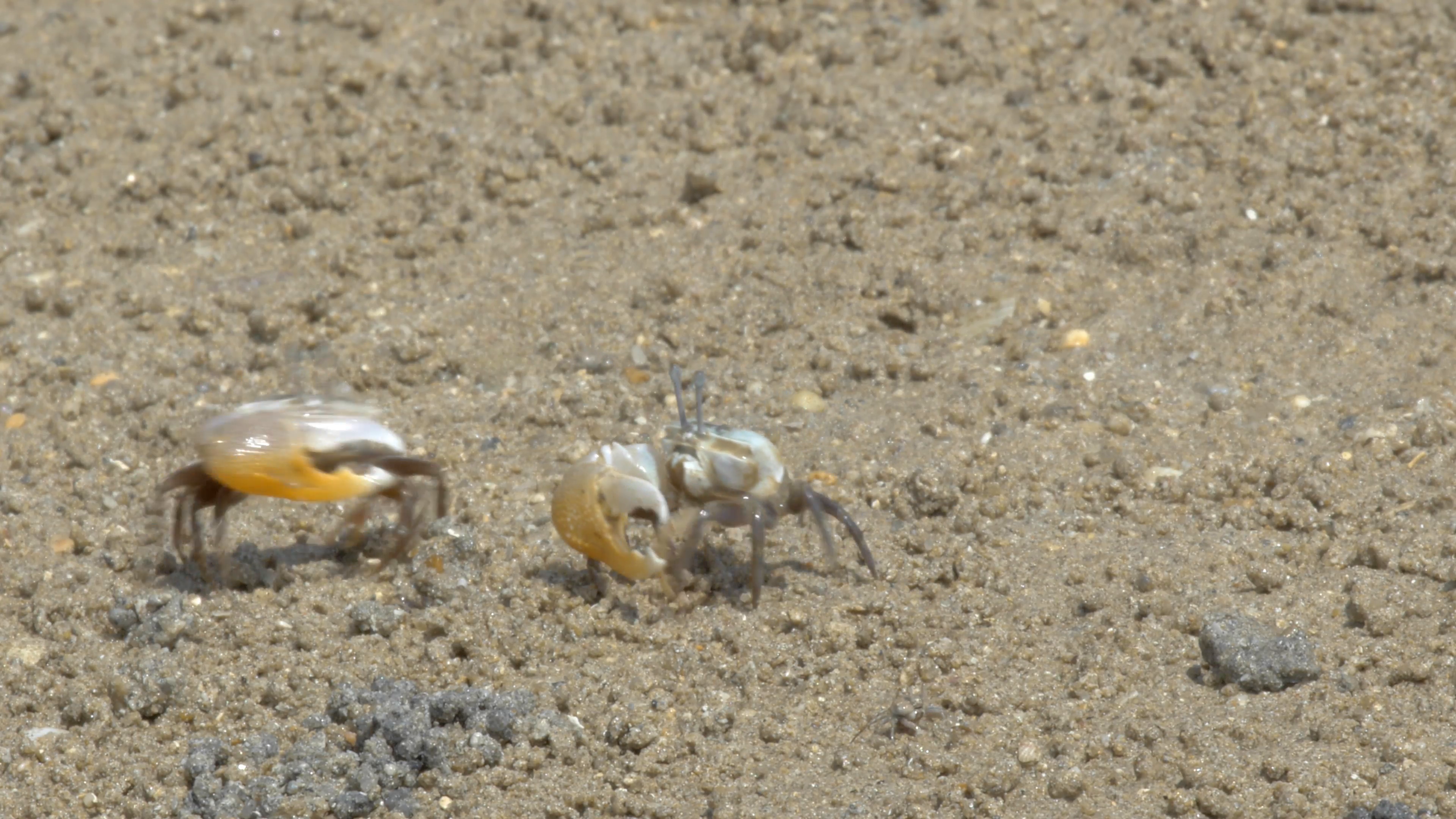Crabs fighting. Fiddler crab on beach. Stock Video Footage - Videoblocks