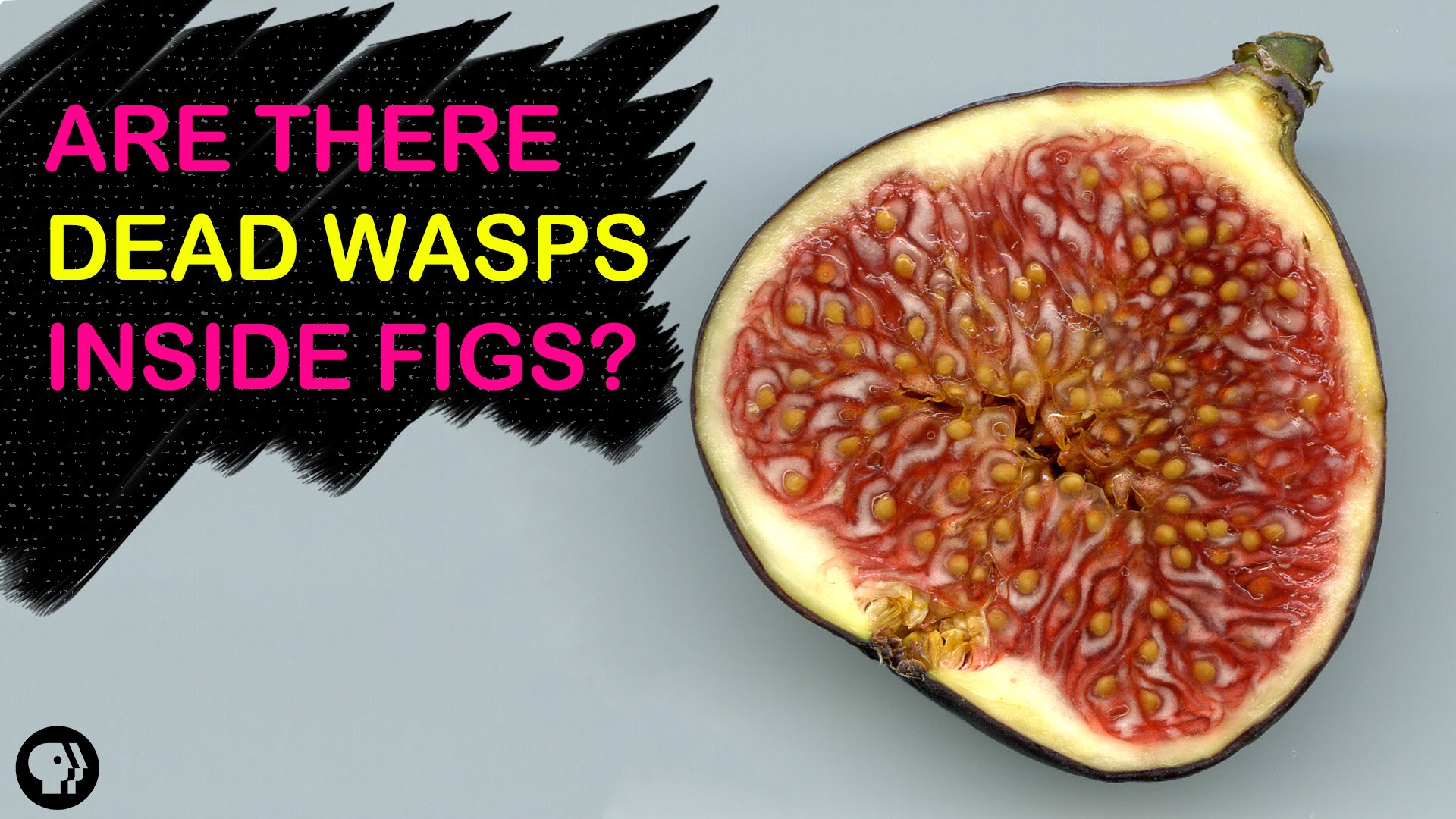 Are There Dead Wasps In Figs? | Gross Science - YouTube