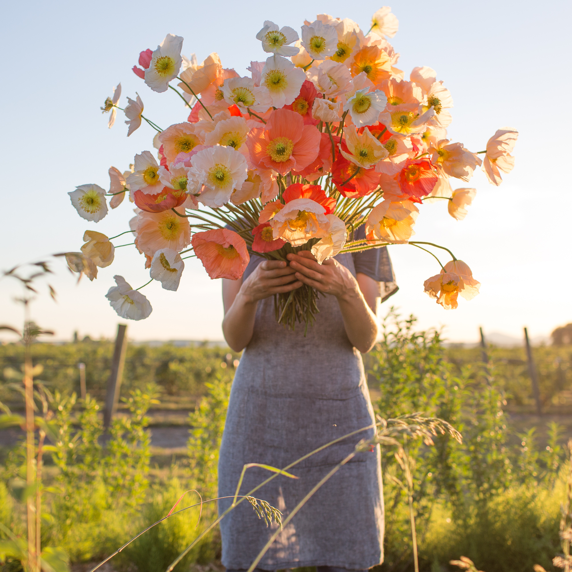 FLOWER FOCUS: Iceland Poppy Primer - Floret Flowers