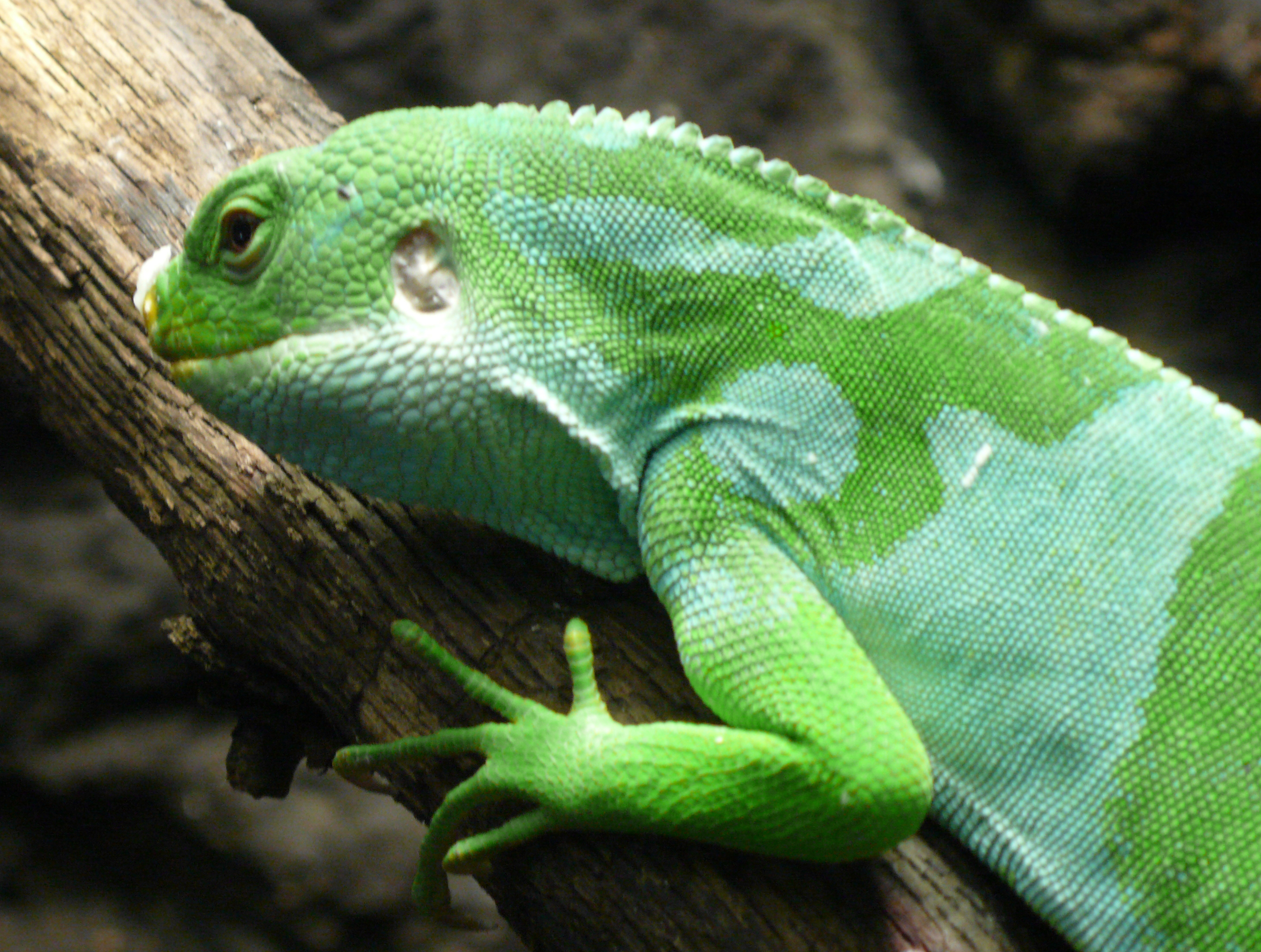 File:Fiji Banded Iguana.jpg - Wikimedia Commons