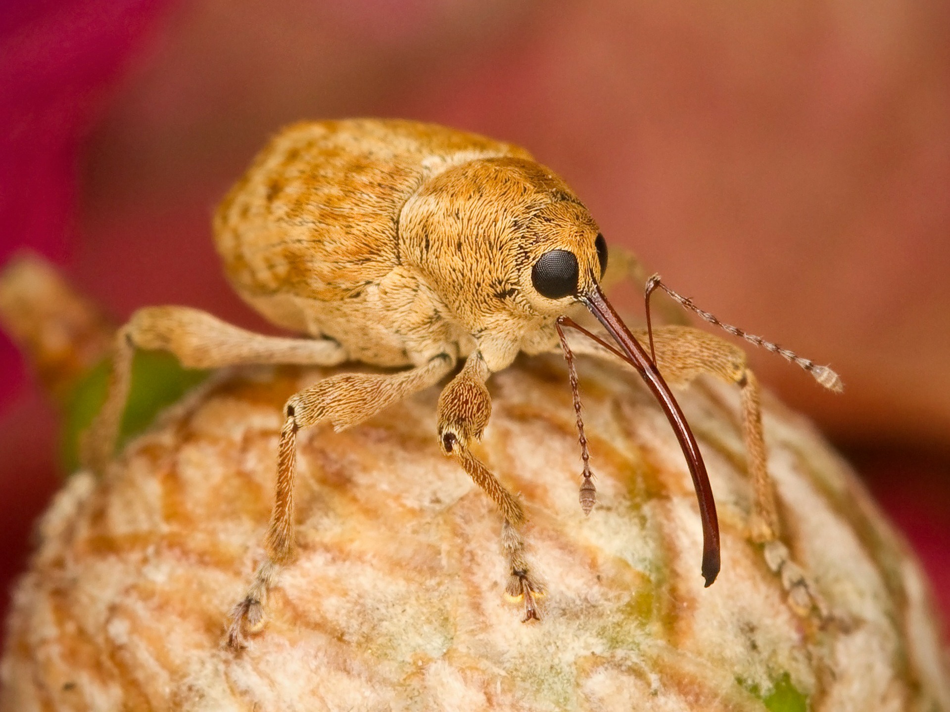 Filbert Weevil, Animal, Filbert, Insect, Nature, HQ Photo
