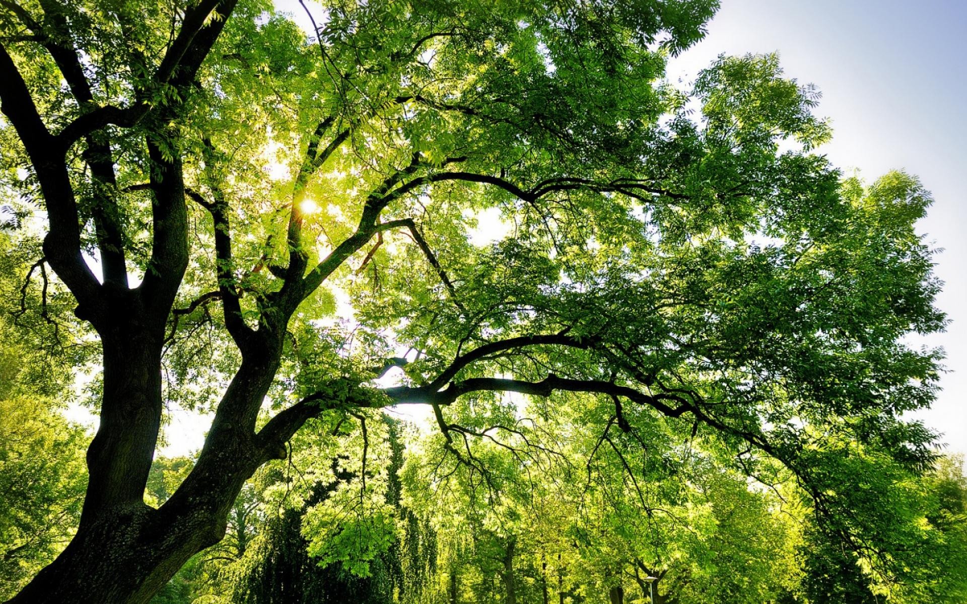 Trees: Summer Filtered Leaves Sunlight Beautiful Hd Nature Wallpaper ...