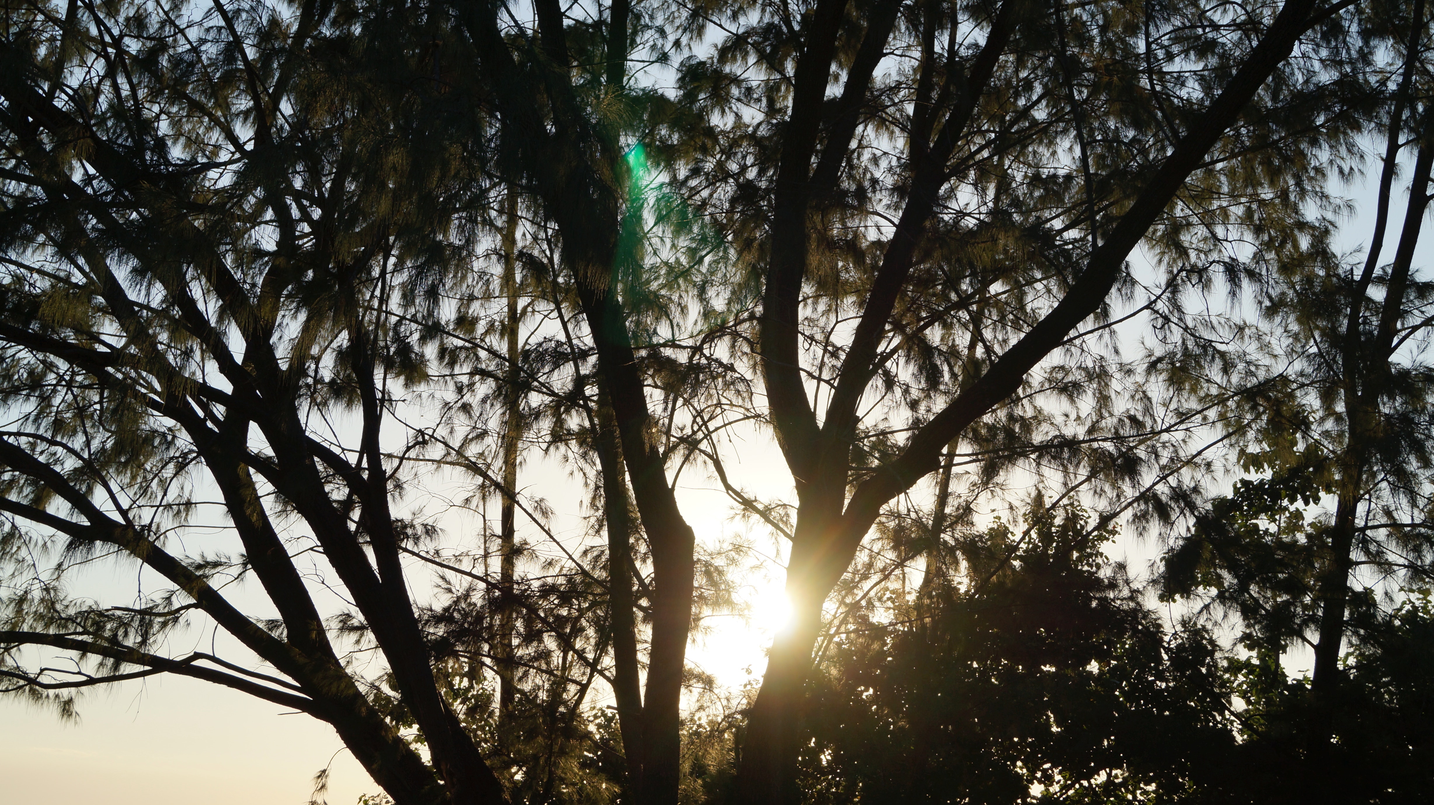 Free stock photo of filtered sun, shade, tree