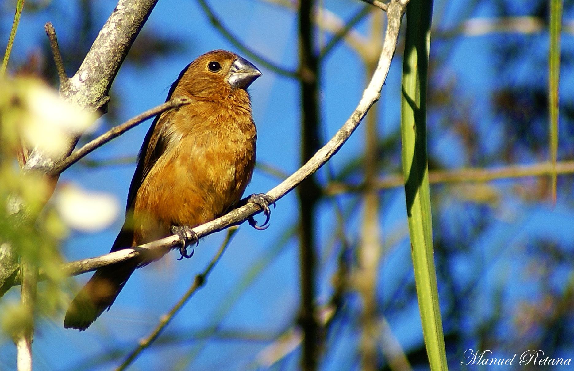 Thick-billed Seed-finch (Sporophila funerea) Female perched on a ...