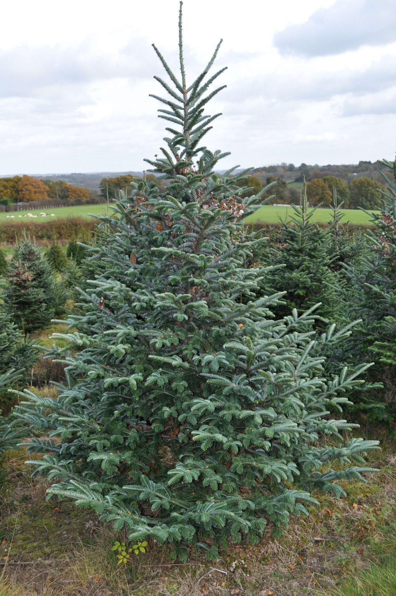 Fraser Fir Christmas Trees For Sale - SendMeAChristmasTree