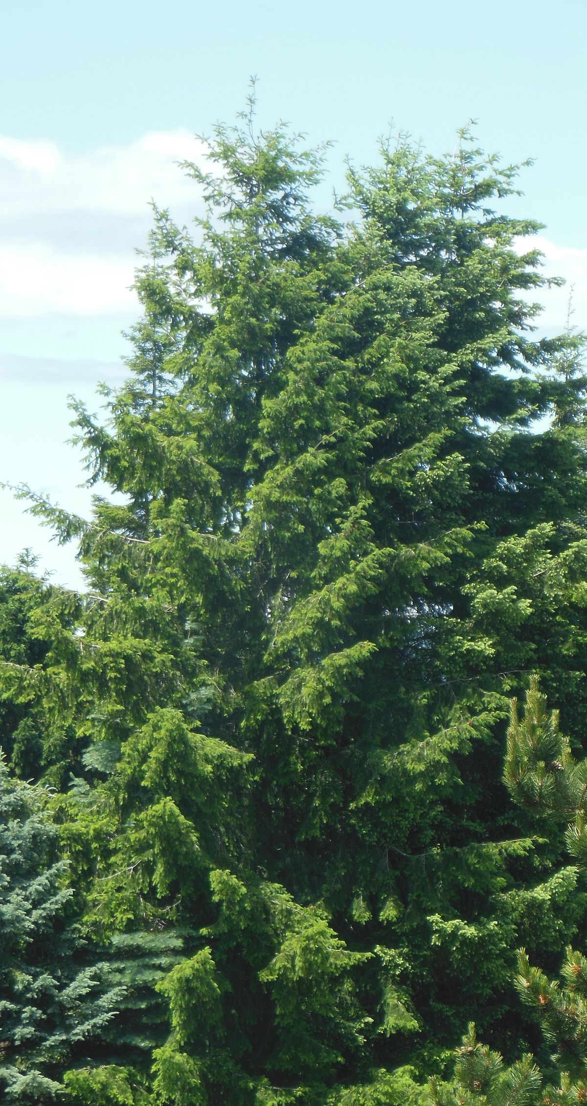 Douglas fir - Wikipedia