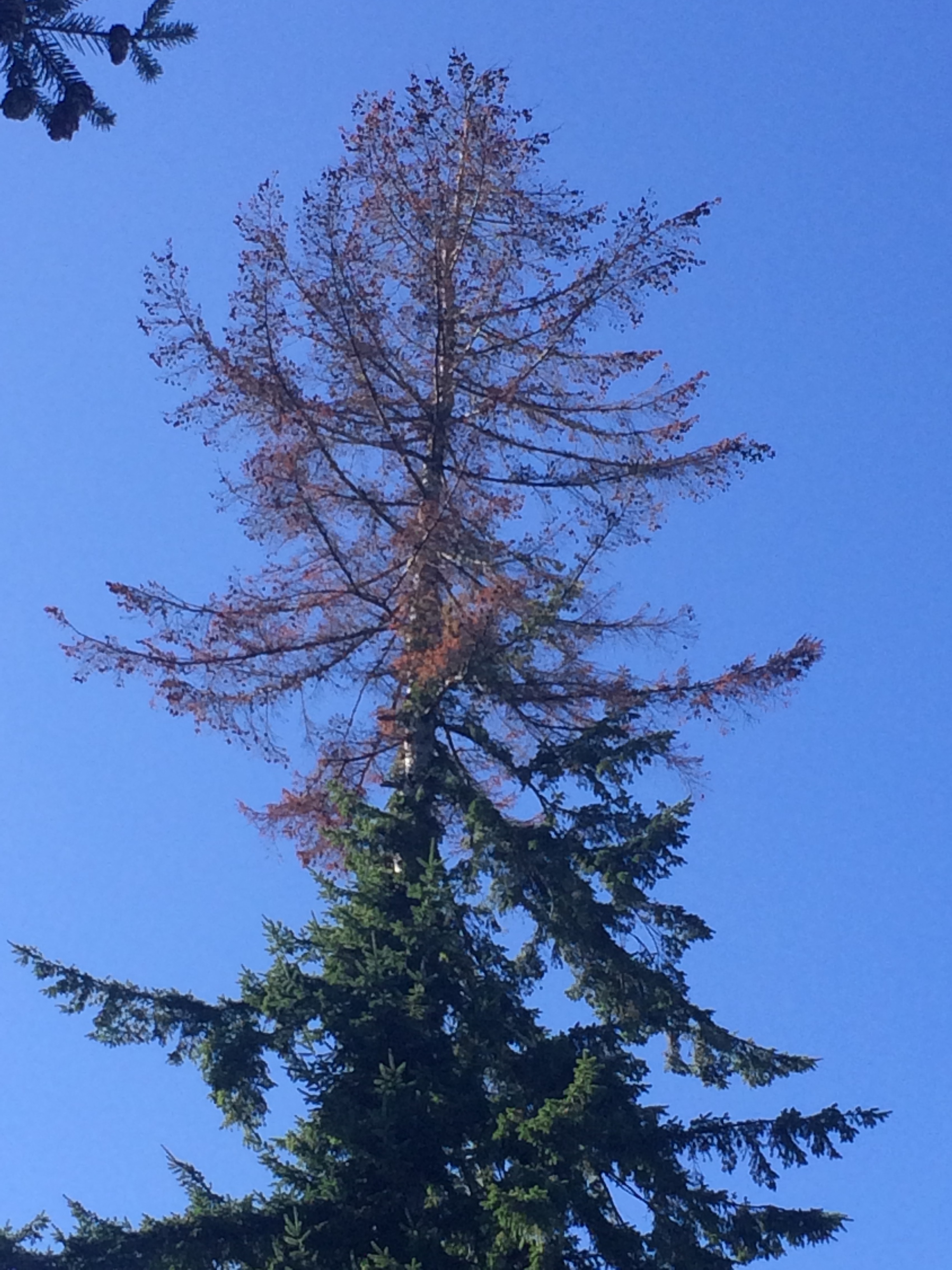Douglas Fir Tree (only one) dying from the top down - Ask an Expert