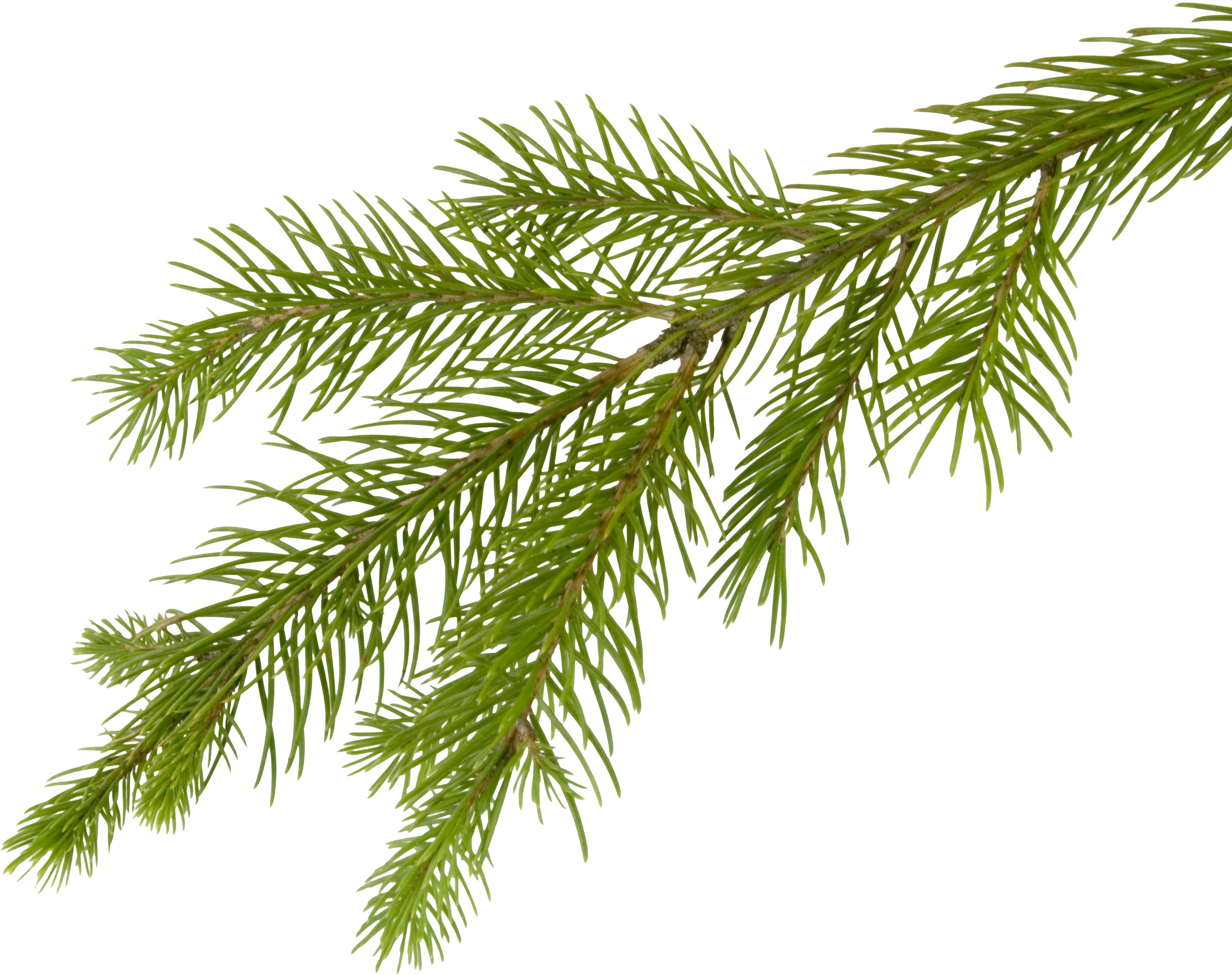 Fir-tree PNG images, free download picture