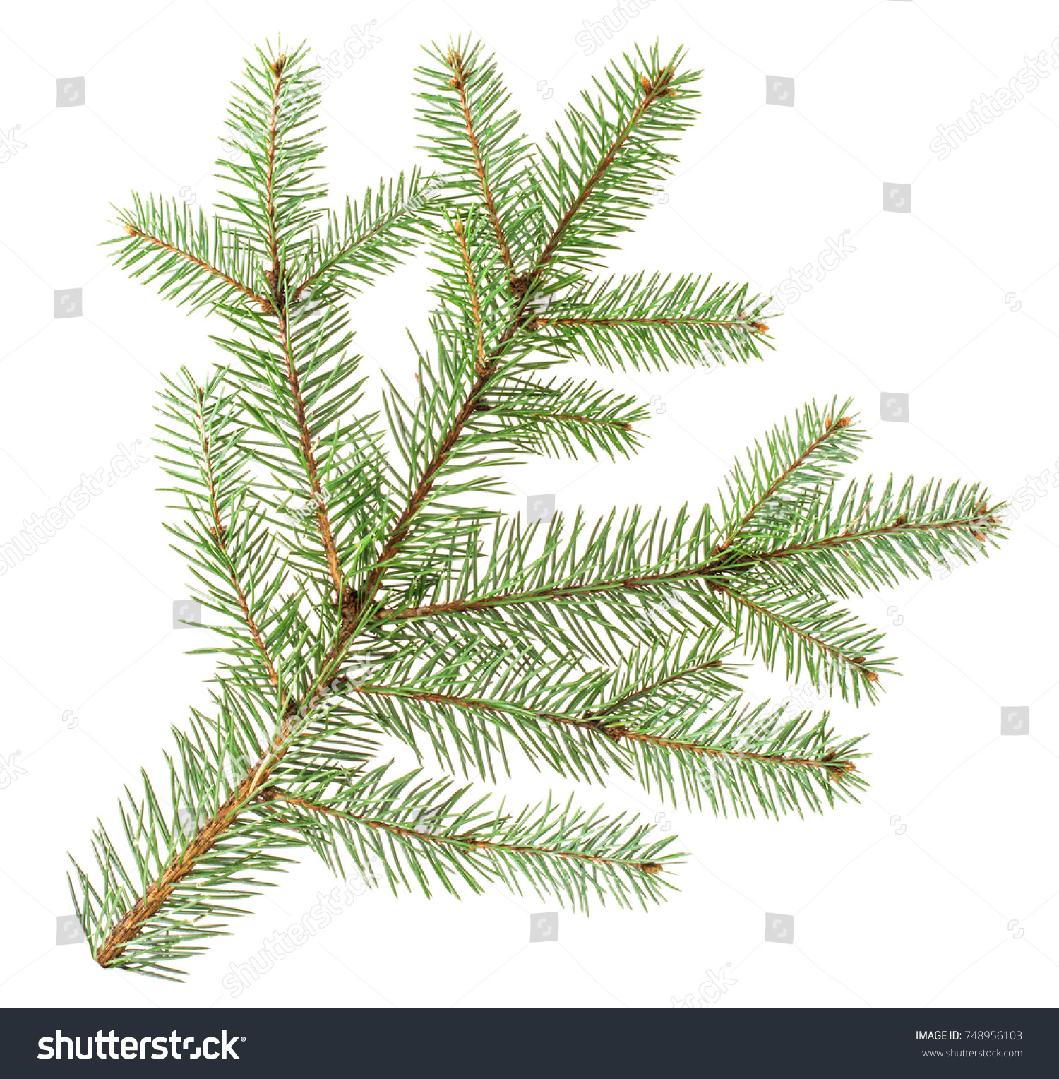 Fir Branch Isolated On White Background Stock Photo (Royalty Free ...
