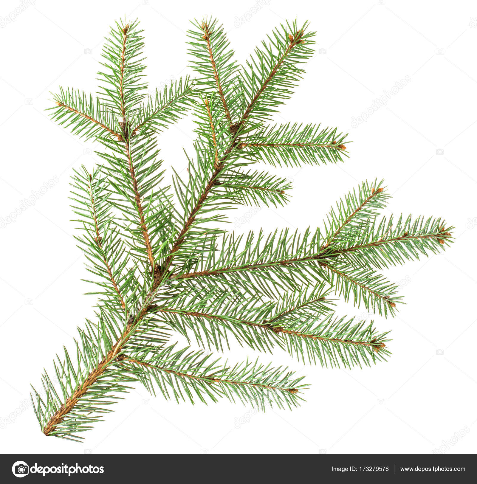 Fir branch isolated on white background — Stock Photo © msk_nina ...