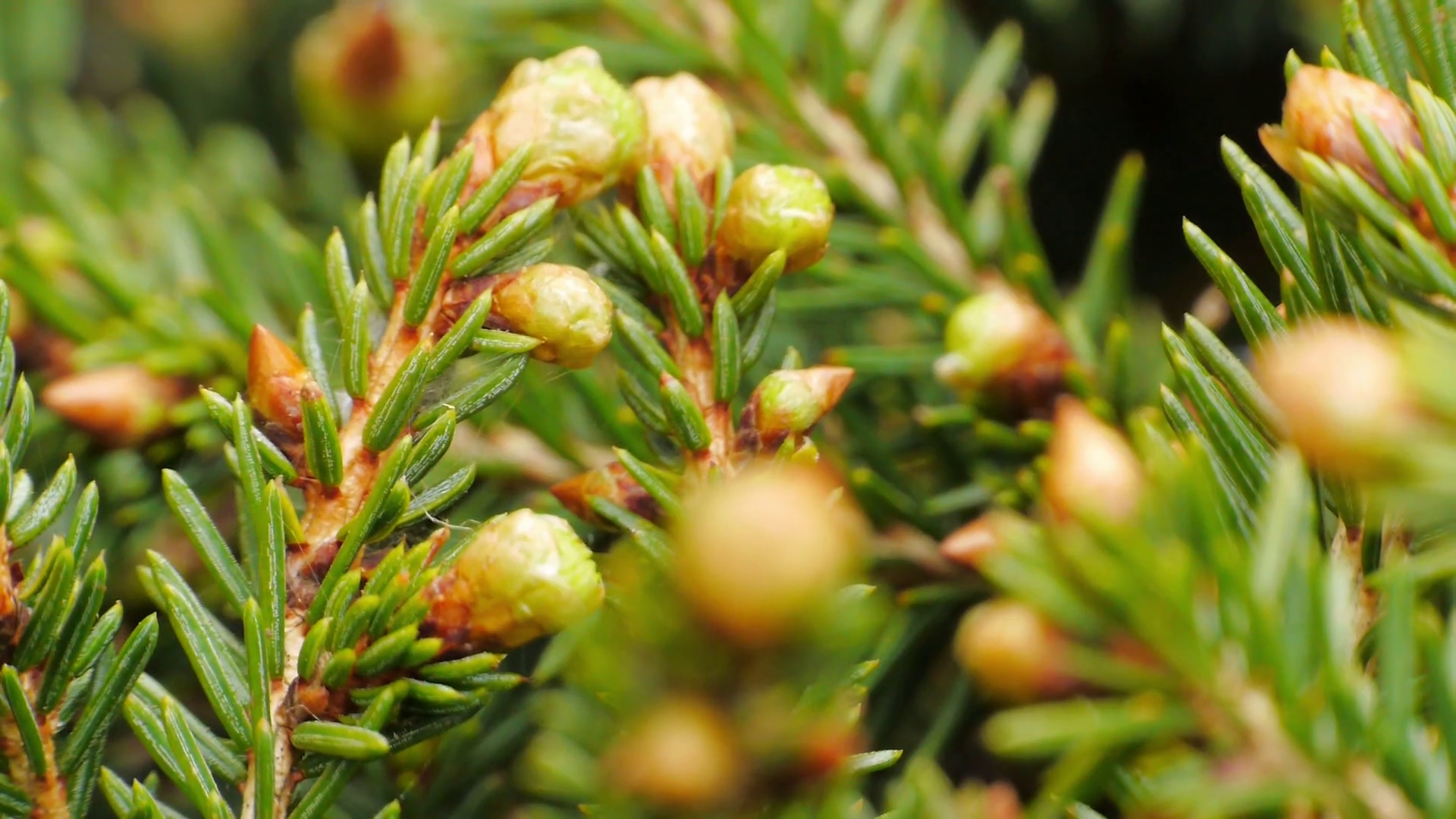 Yellow pine cones on the pine trees. Pine branches with cones, close ...