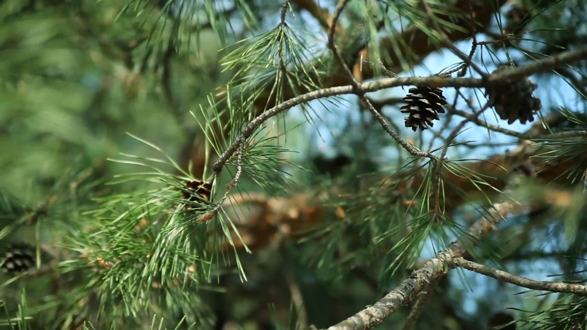 Branches of pine tree with pine cones Stock Video Footage - Videoblocks