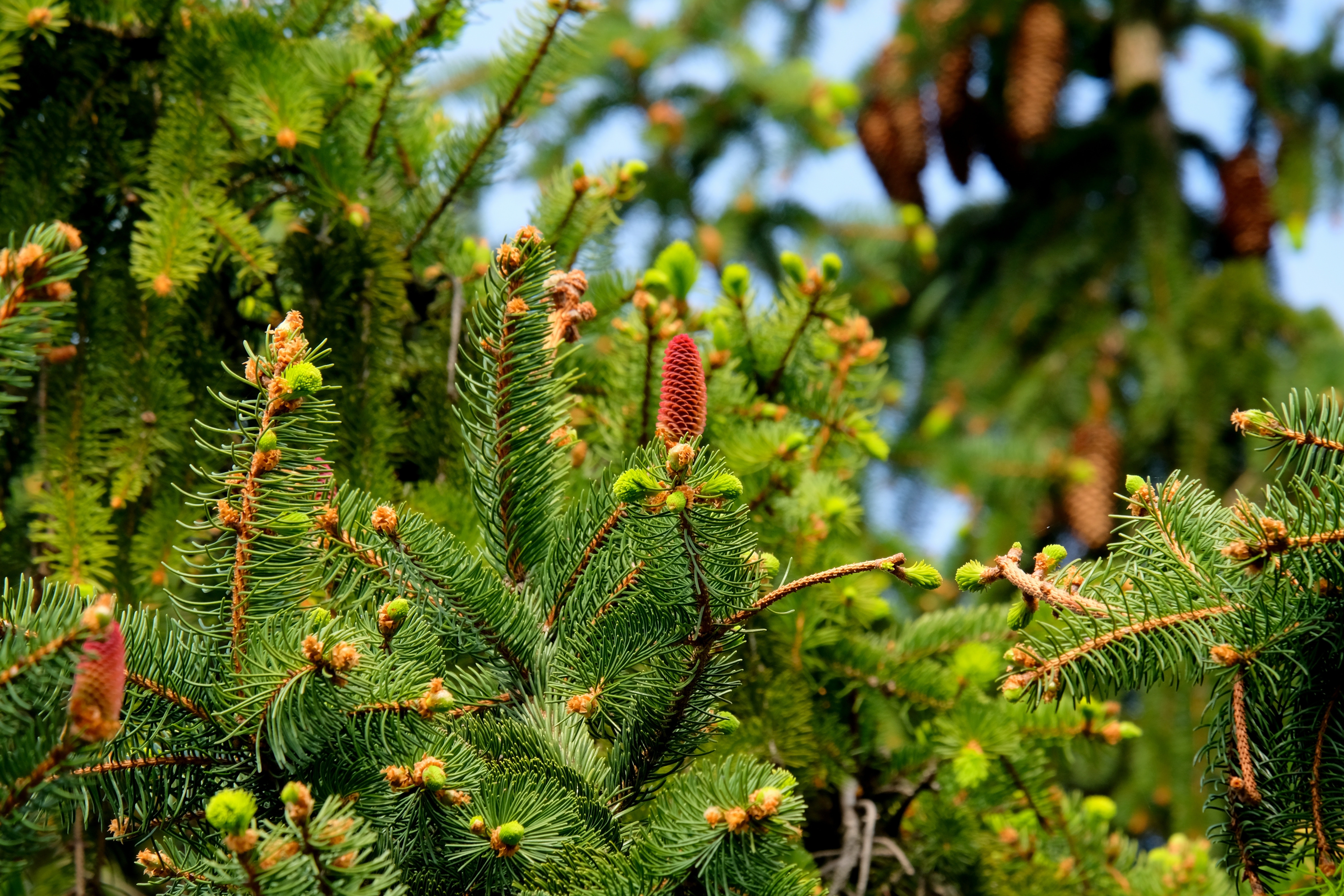 Free stock photo of branch, close-up, conifer