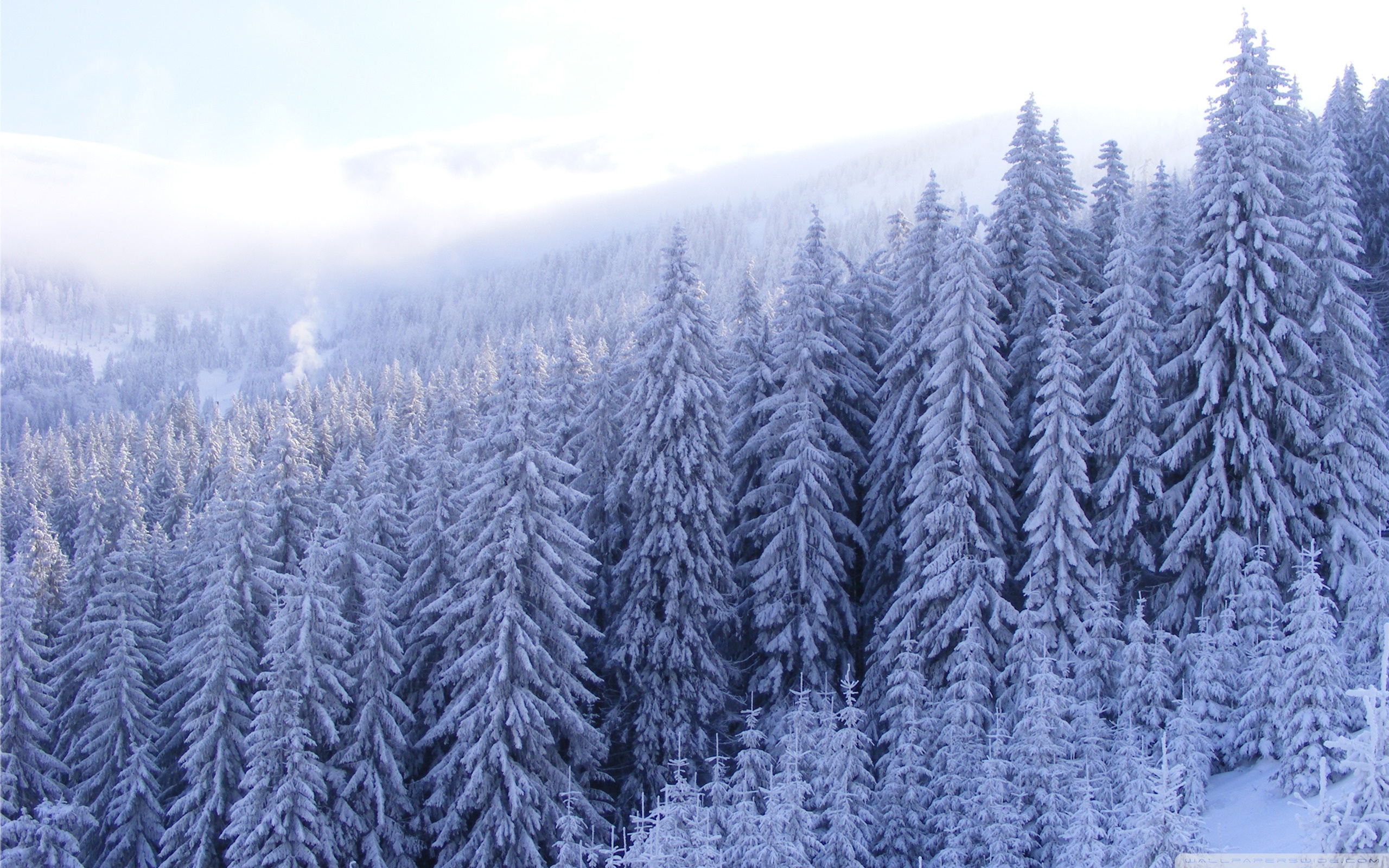 Snowy Fir Trees Forest ❤ 4K HD Desktop Wallpaper for 4K Ultra HD TV ...
