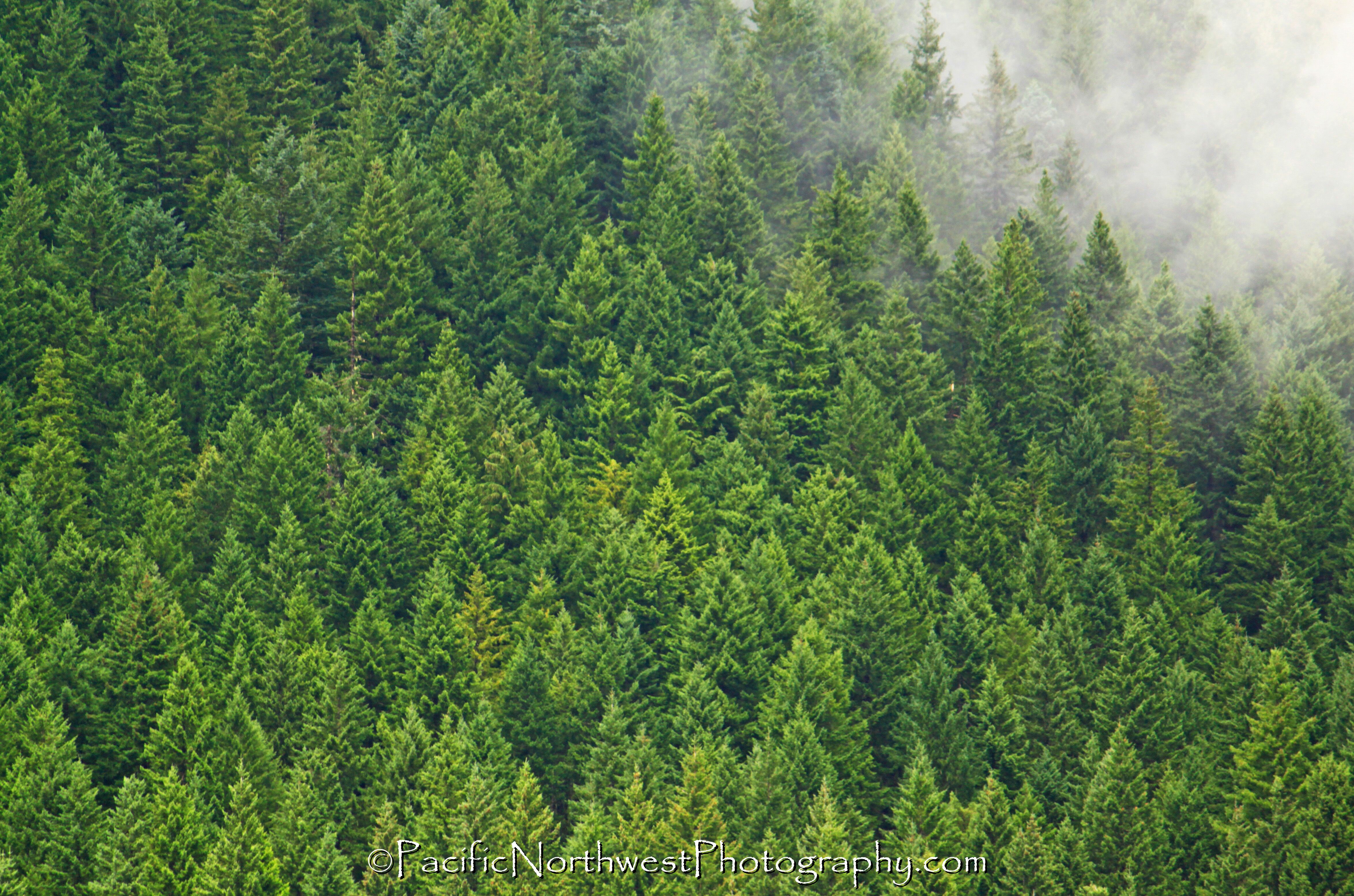 Douglas Fir trees | Scott C. Miller Pacific Northwest Photography Blog