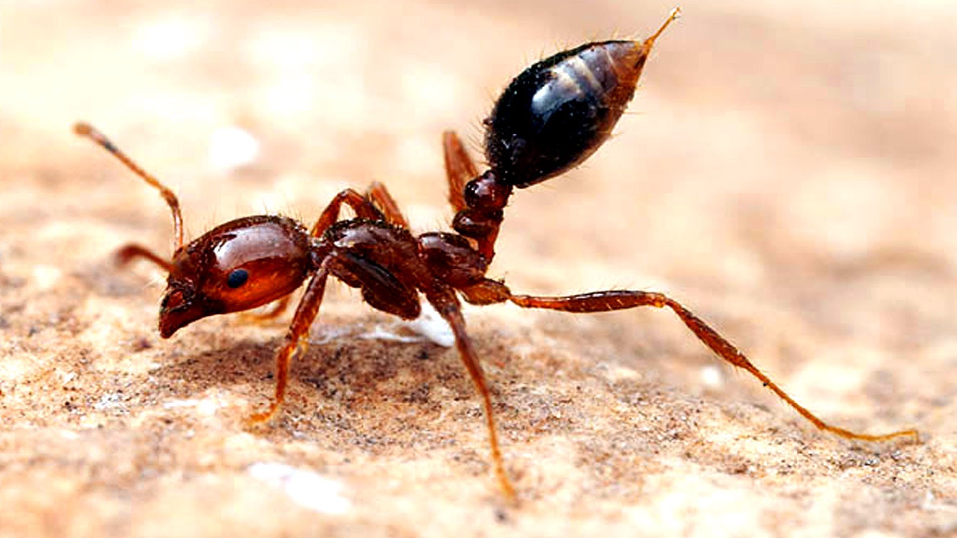 Fire Ant Queen HD Wallpaper, Background Images