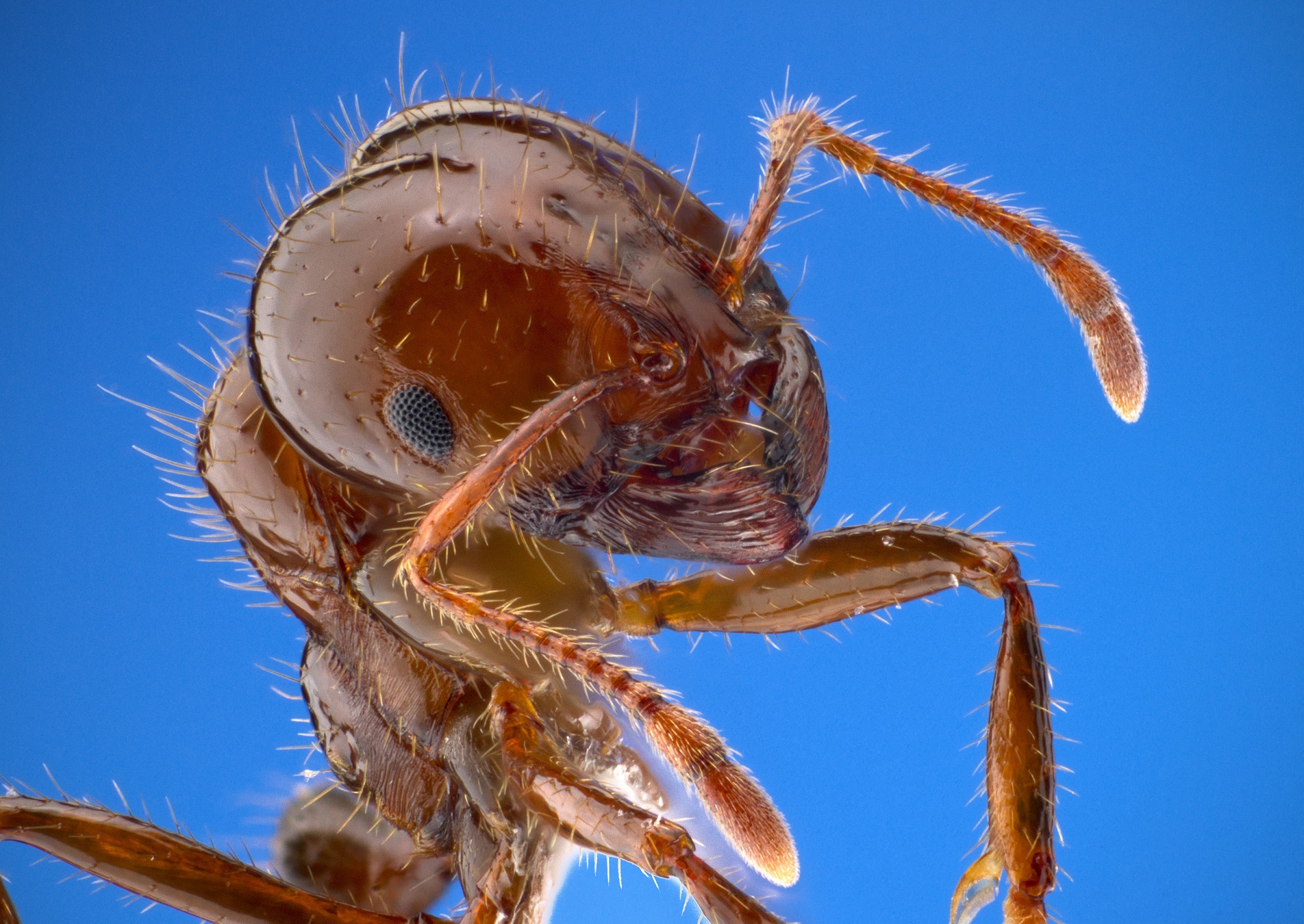 Fire Ant, Animal, Ant, Fire, Insect, HQ Photo