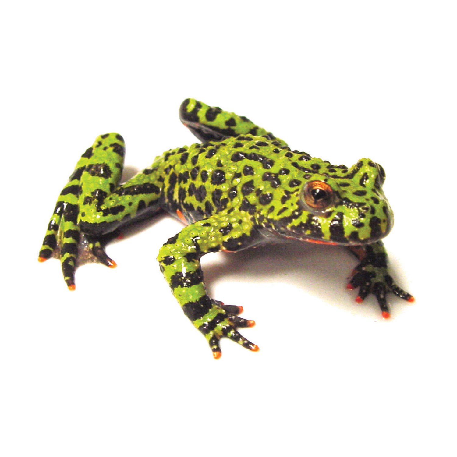 Fire Belly Toad: Oriental Fire Bellied Toad for Sale | Petco