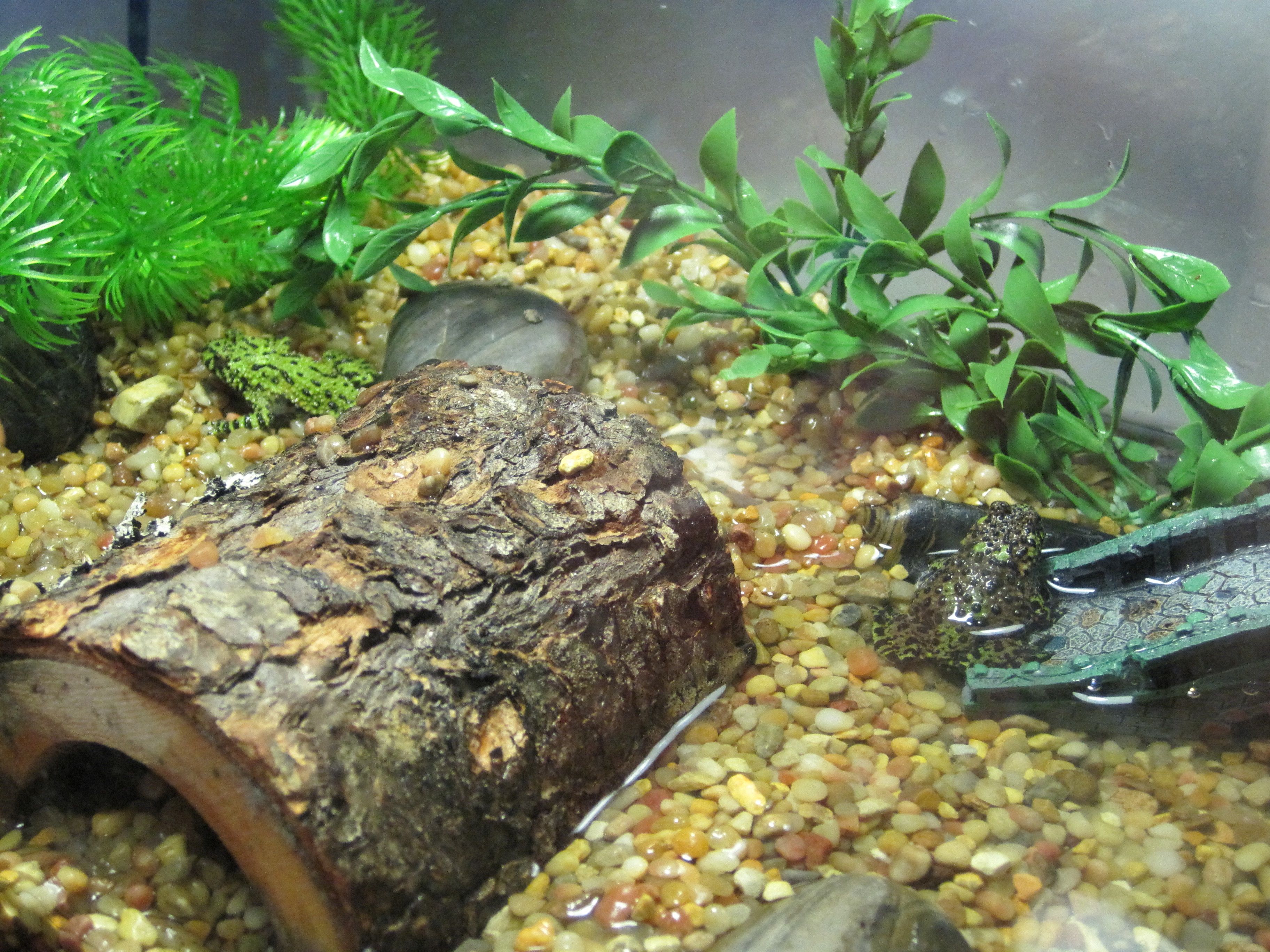 Fire Belly Toad Habitat Setup | bob-and-trudy.jpg | things for the ...