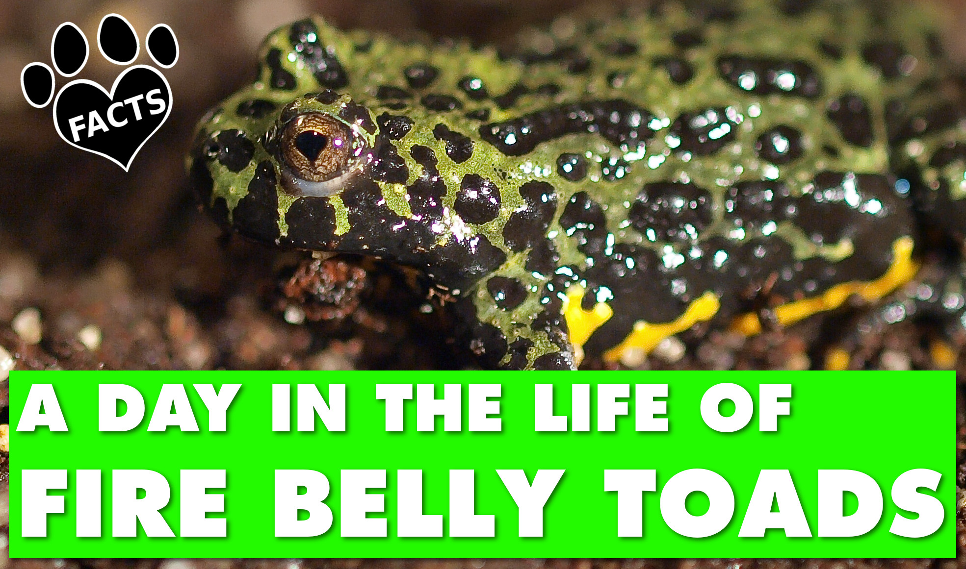 A Day in the Life of Fire Belly Toads (w/ Timelapse) – Animal Facts ...