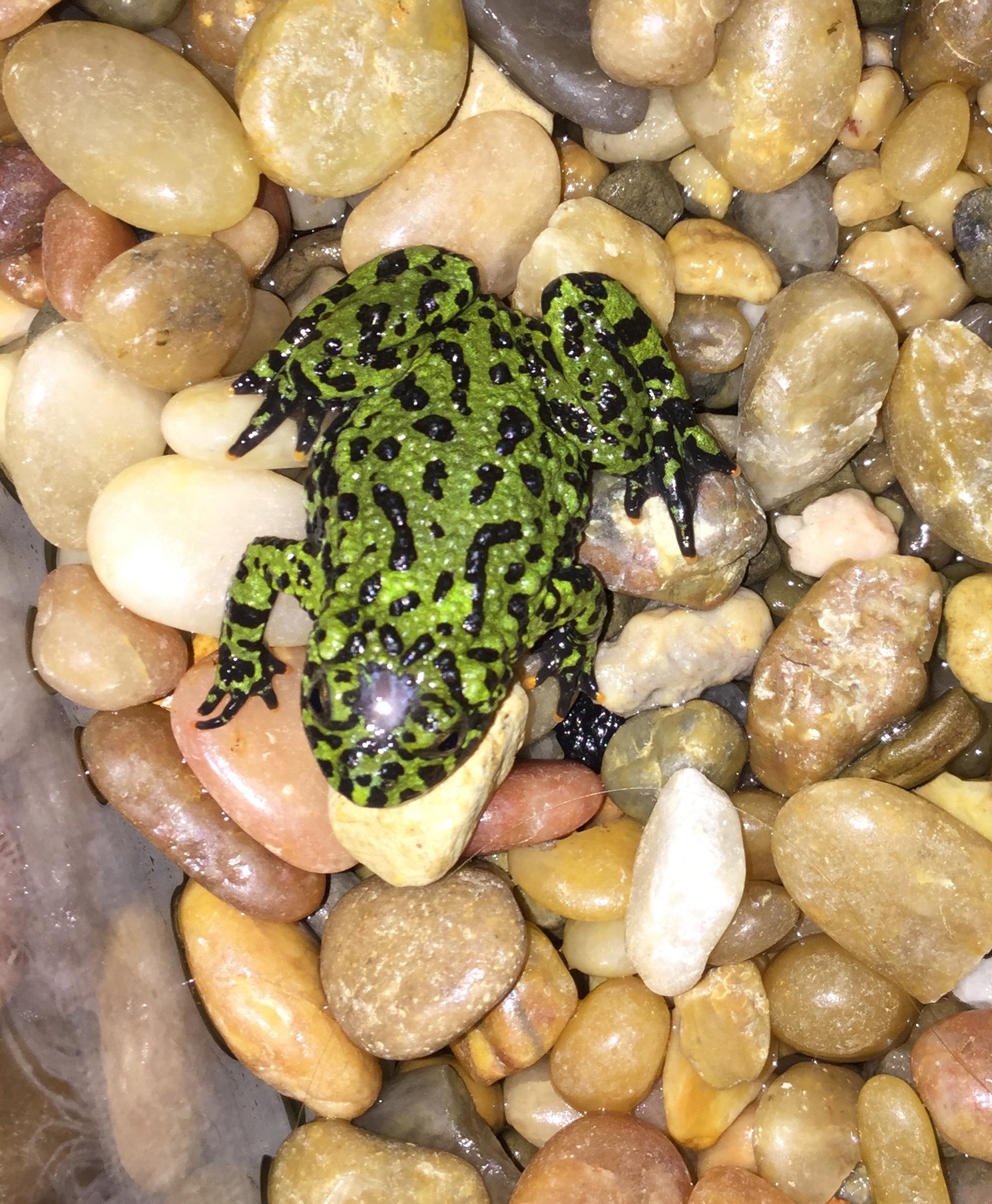 Fire Belly Toad has a White/Grey Spot on Head - Ask an Expert