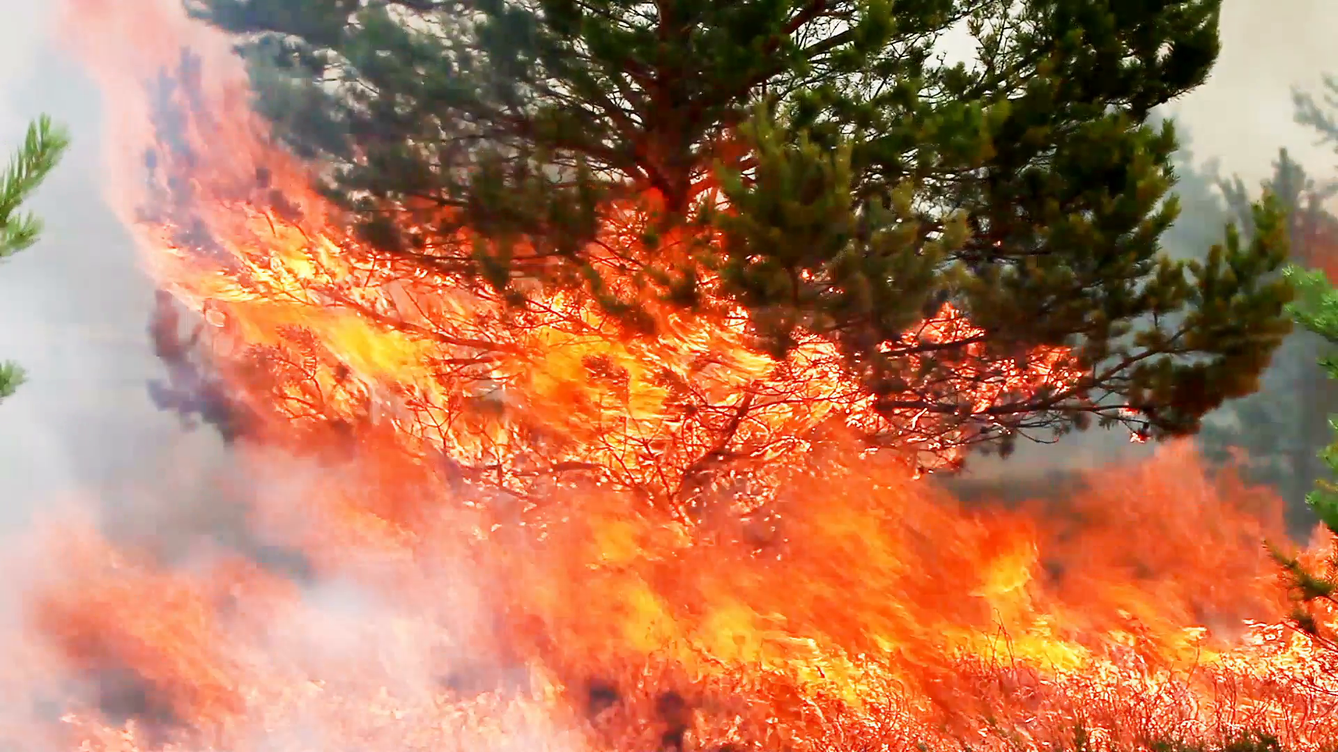 Wood fire. Inside forest fire flames. Fire all over frame. Fire ...