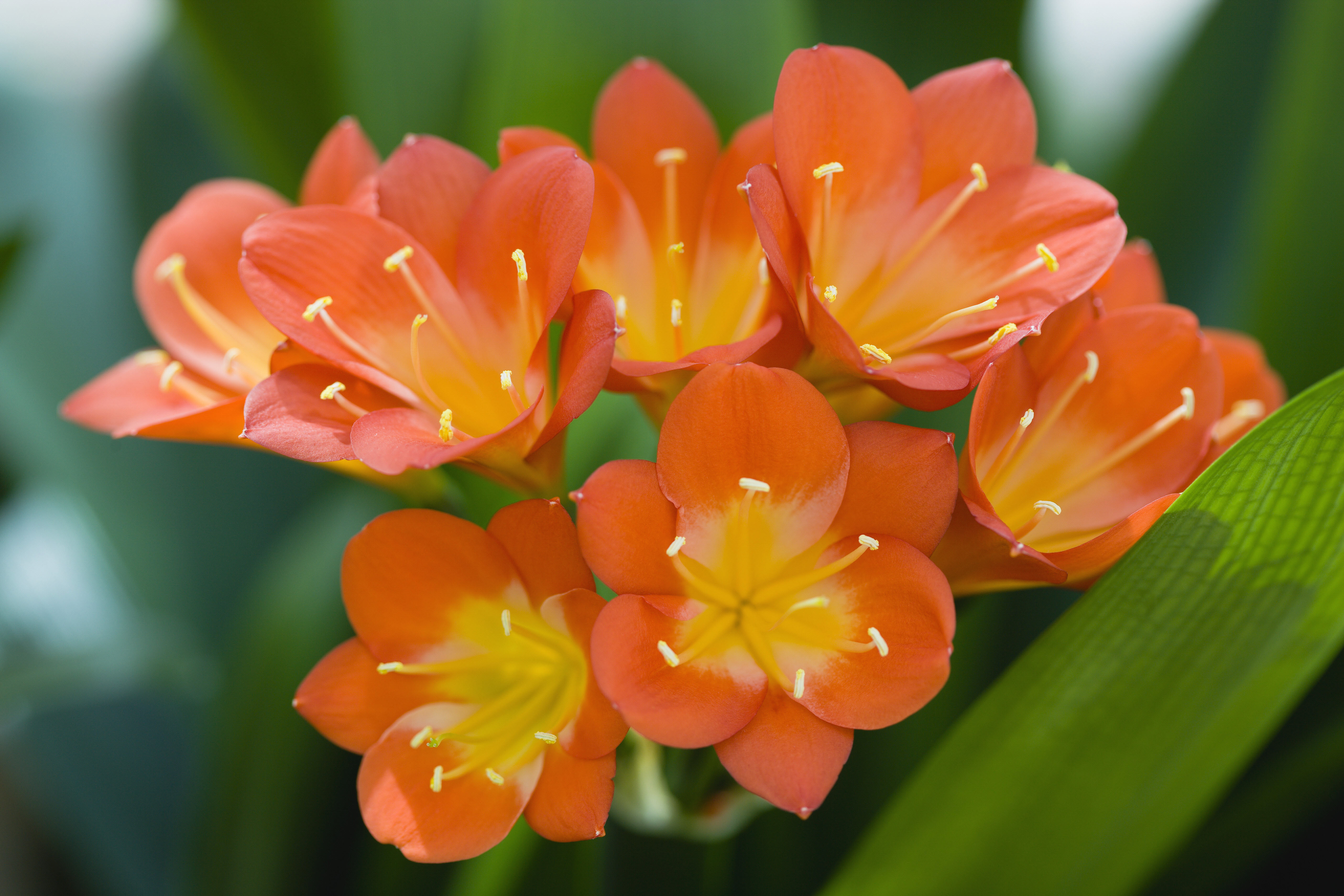 Цветок с оранжевыми цветами