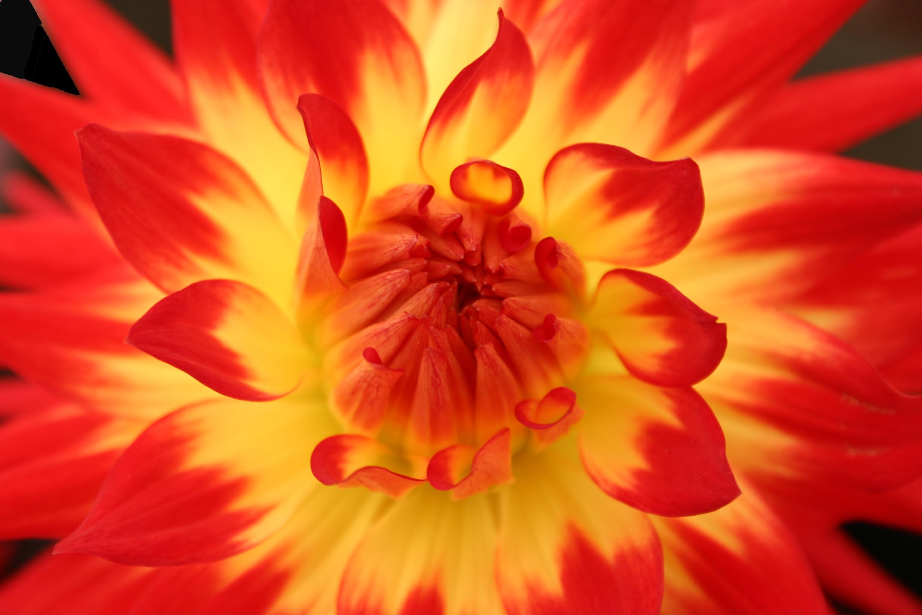Flowers: Flame Dahlia Lifeasahuman Flowers Red Yellow Orange Single ...