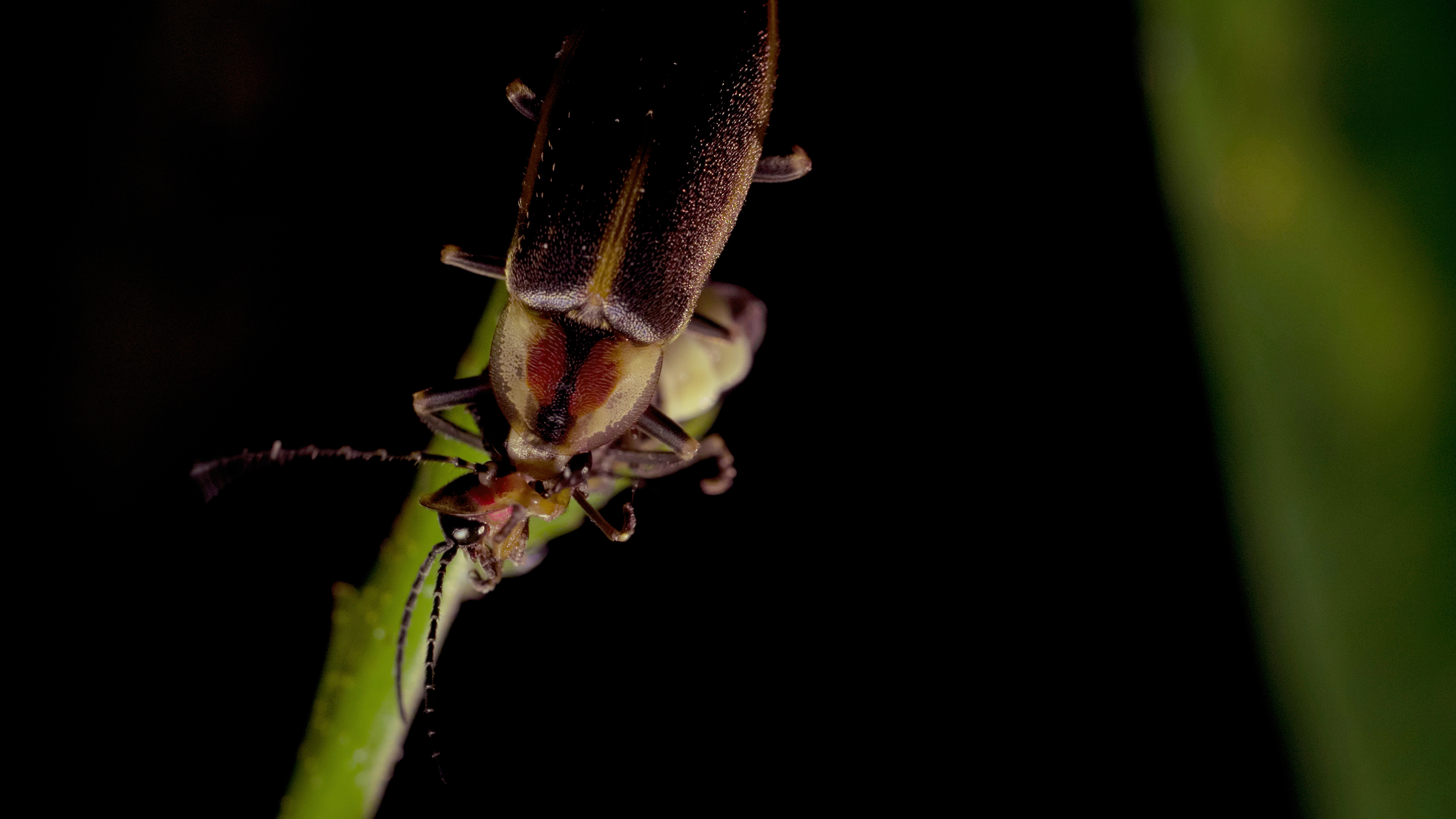 So ... Sometimes Fireflies Eat Other Fireflies | Deep Look | KQED ...