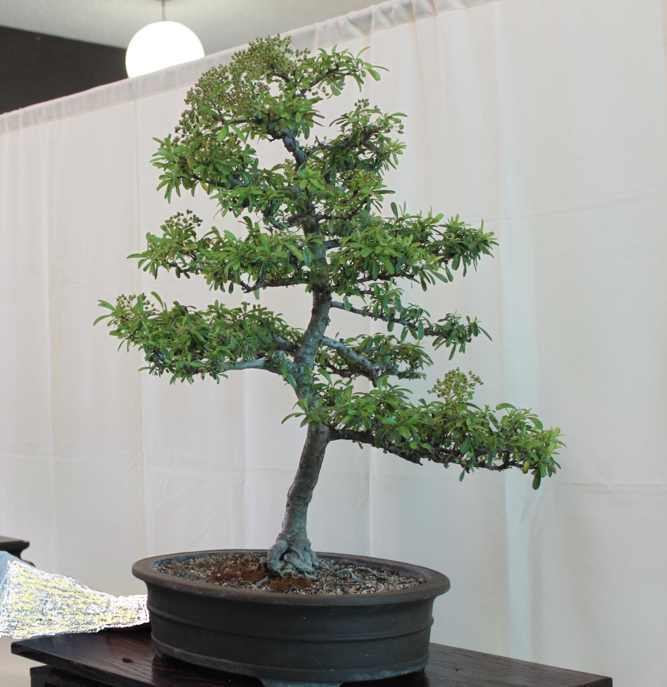 Firethorn bonsai photo