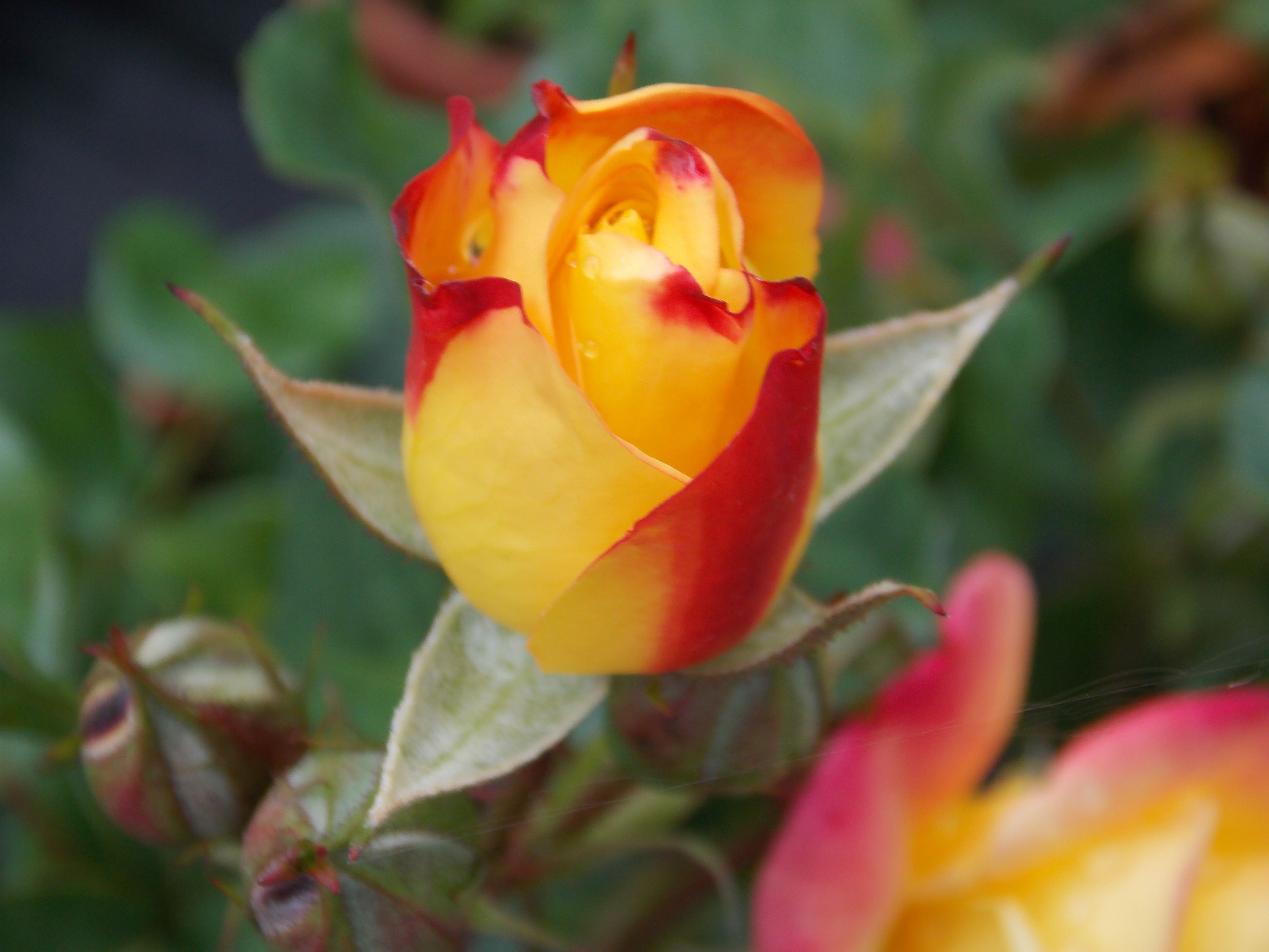 Rose Masquerade. Buds start off bright yellow, opening to yellow ...