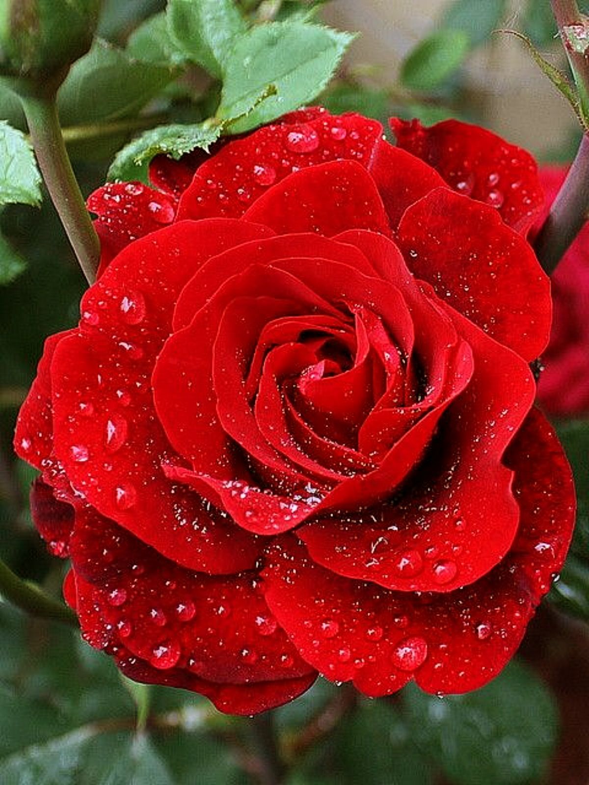 Dew on Red Rose - via Suriyachud Bunnag's photo on Google+ | flower ...