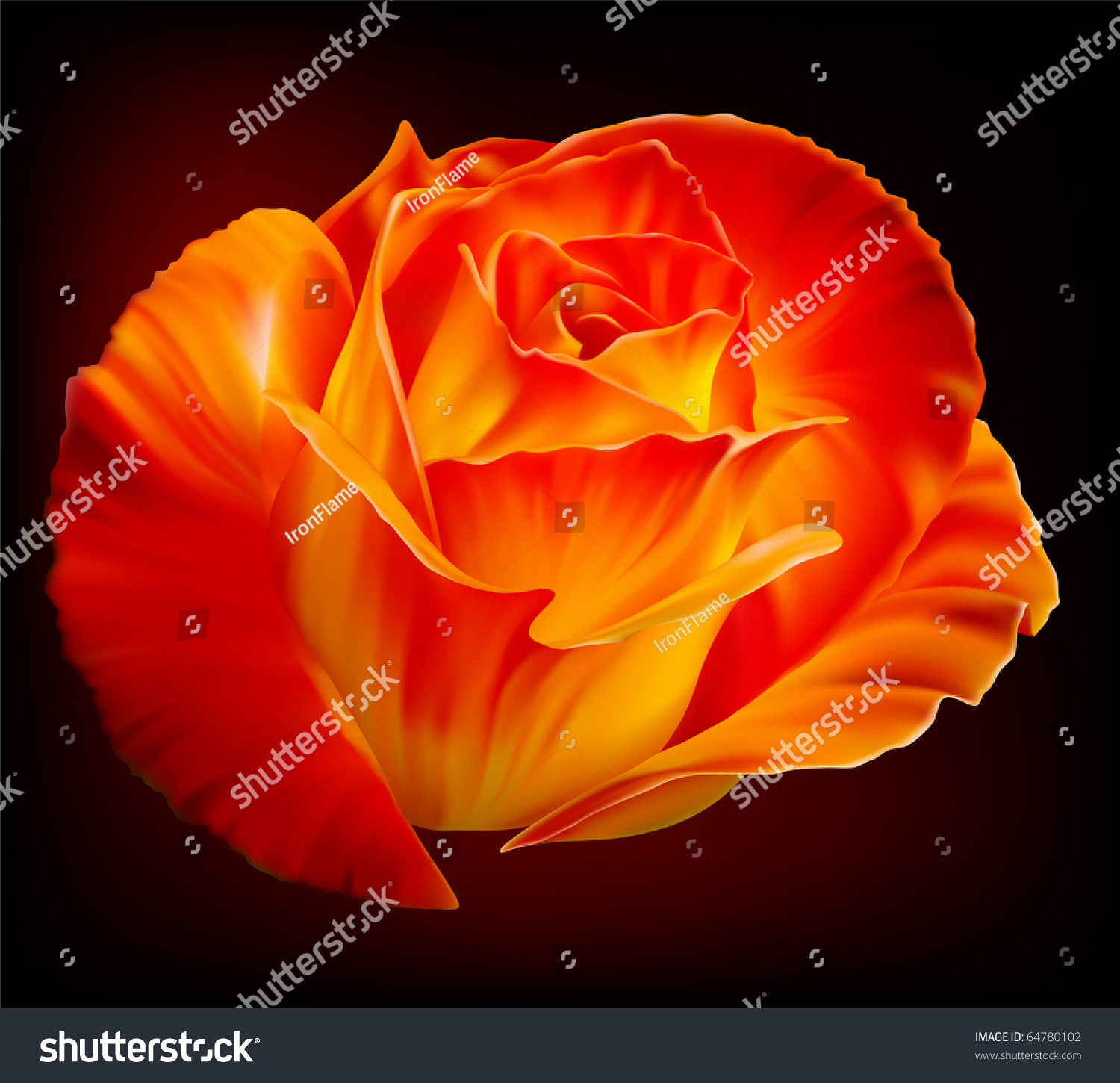 Vector Photorealistic Beautiful Fiery Rose On Stock Photo (Photo ...