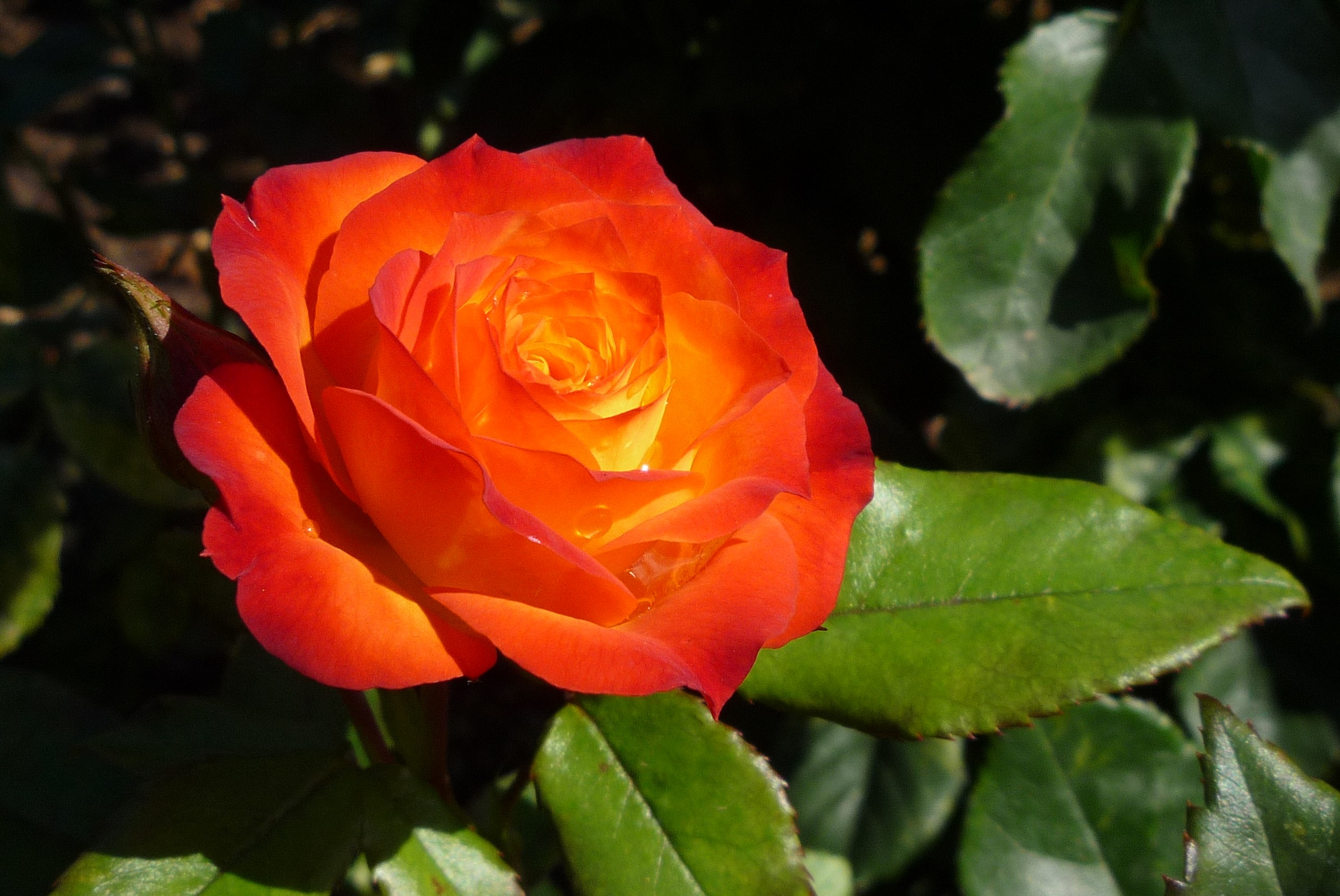 Flower: Fiery Desire Bright Orange Passion Colored Romantic ...