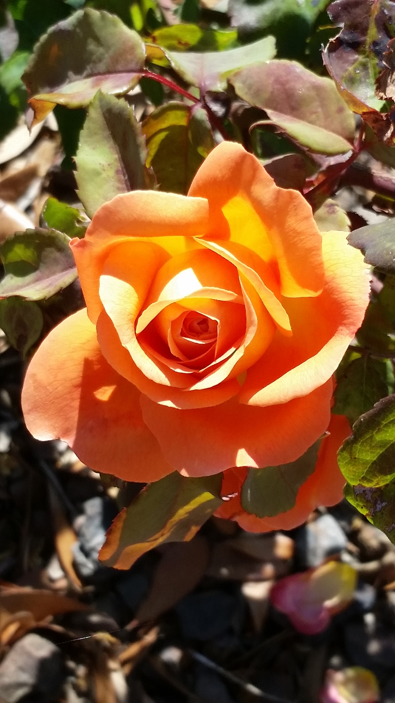 Foap.com: Fiery rose.. Our rose bush in AZ has the most diverse ...