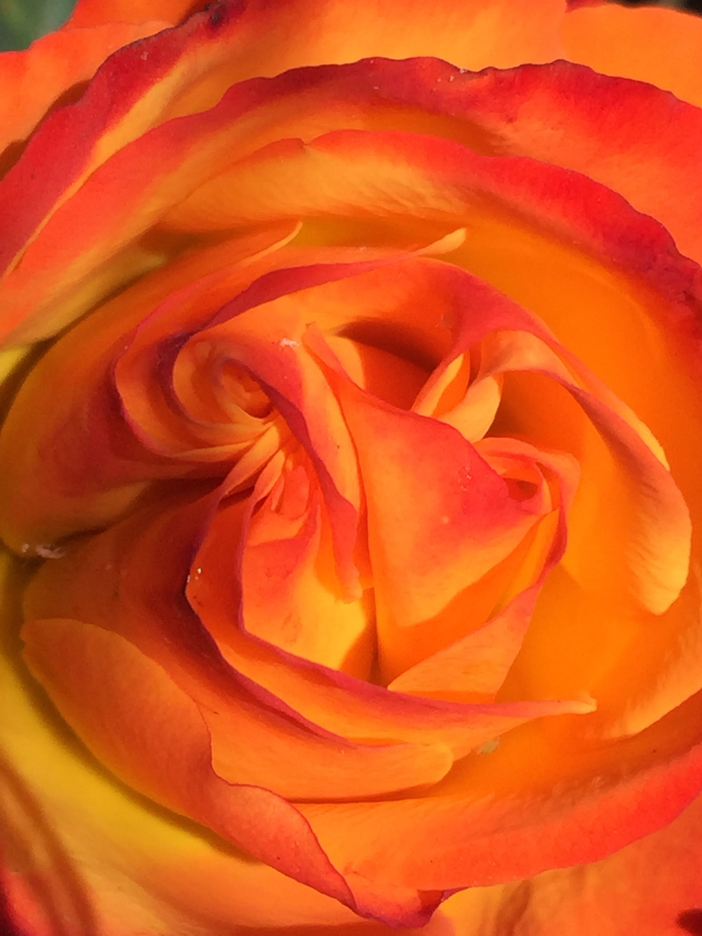 Bred by Barni, Italy, this fiery bright rose is a floriferous ...