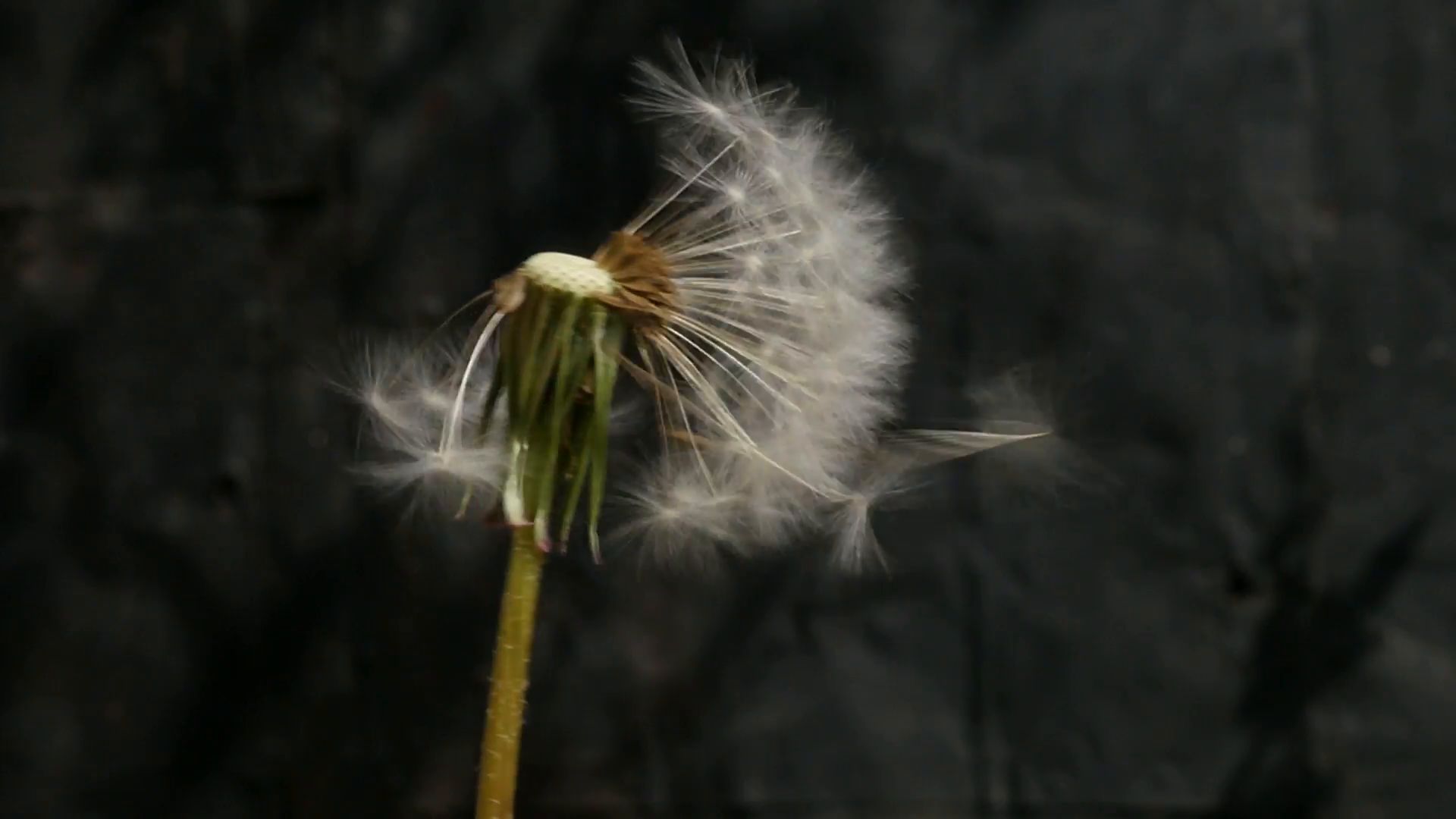 Blowball dandelion seed head flying from flower slow motion 1080p ...