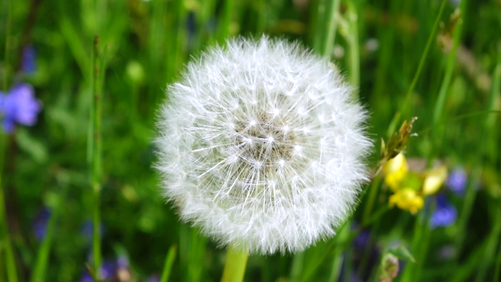 Withered dandelion, blowball Stock Video Footage - Videoblocks