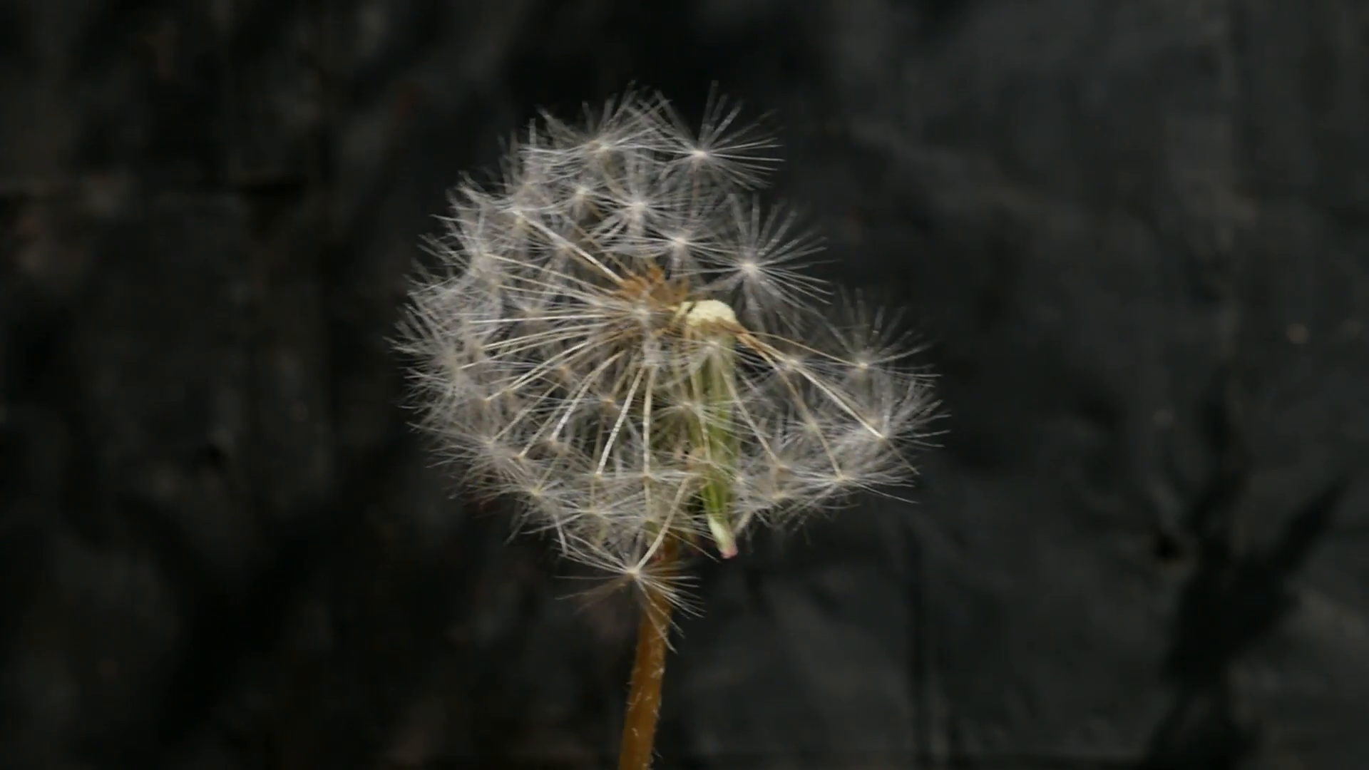 Blowball dandelion seed flying from flower slow motion 1080p FullHD ...