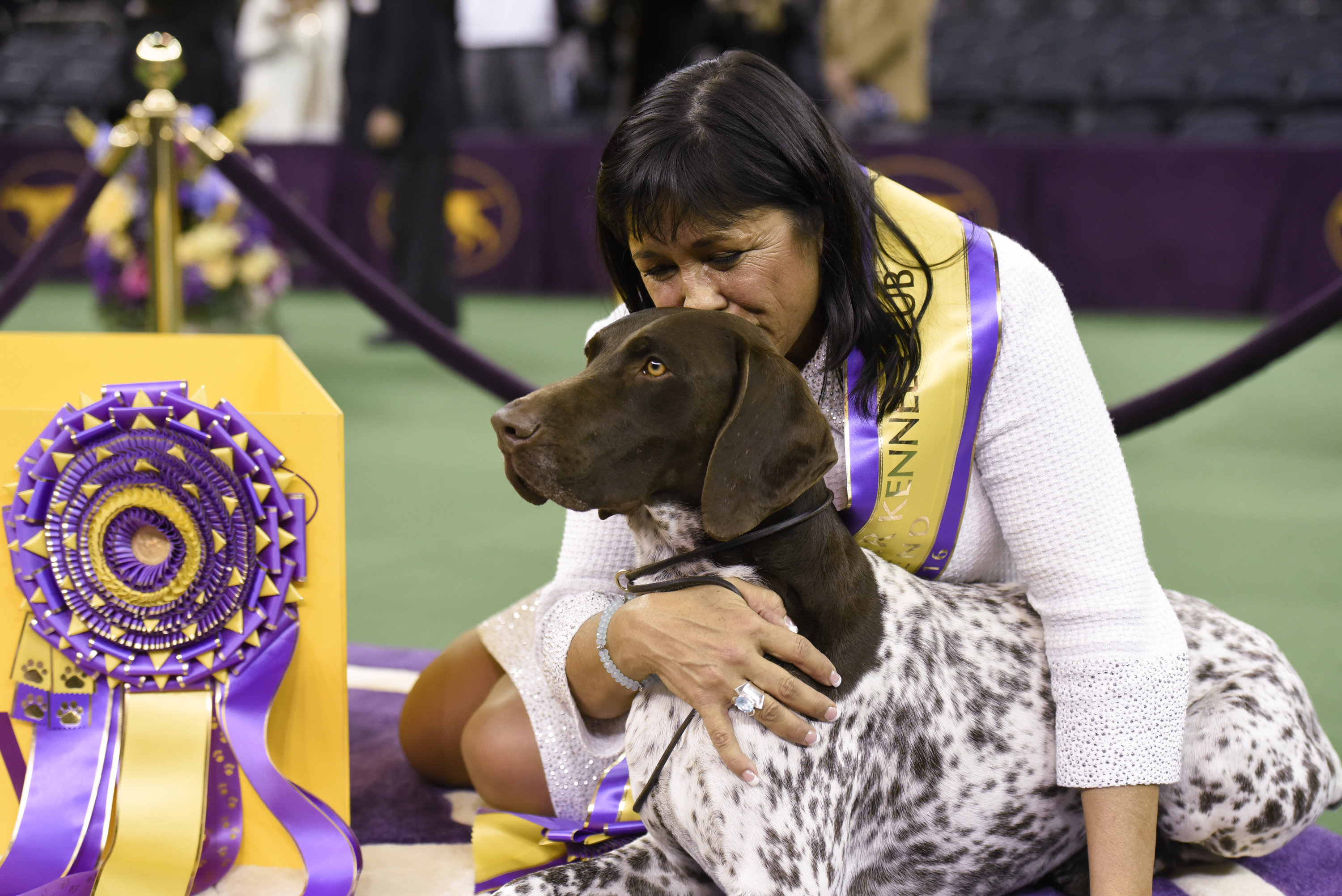 German Shorthaired Pointer Wins Westminster Kennel Club's Best in ...