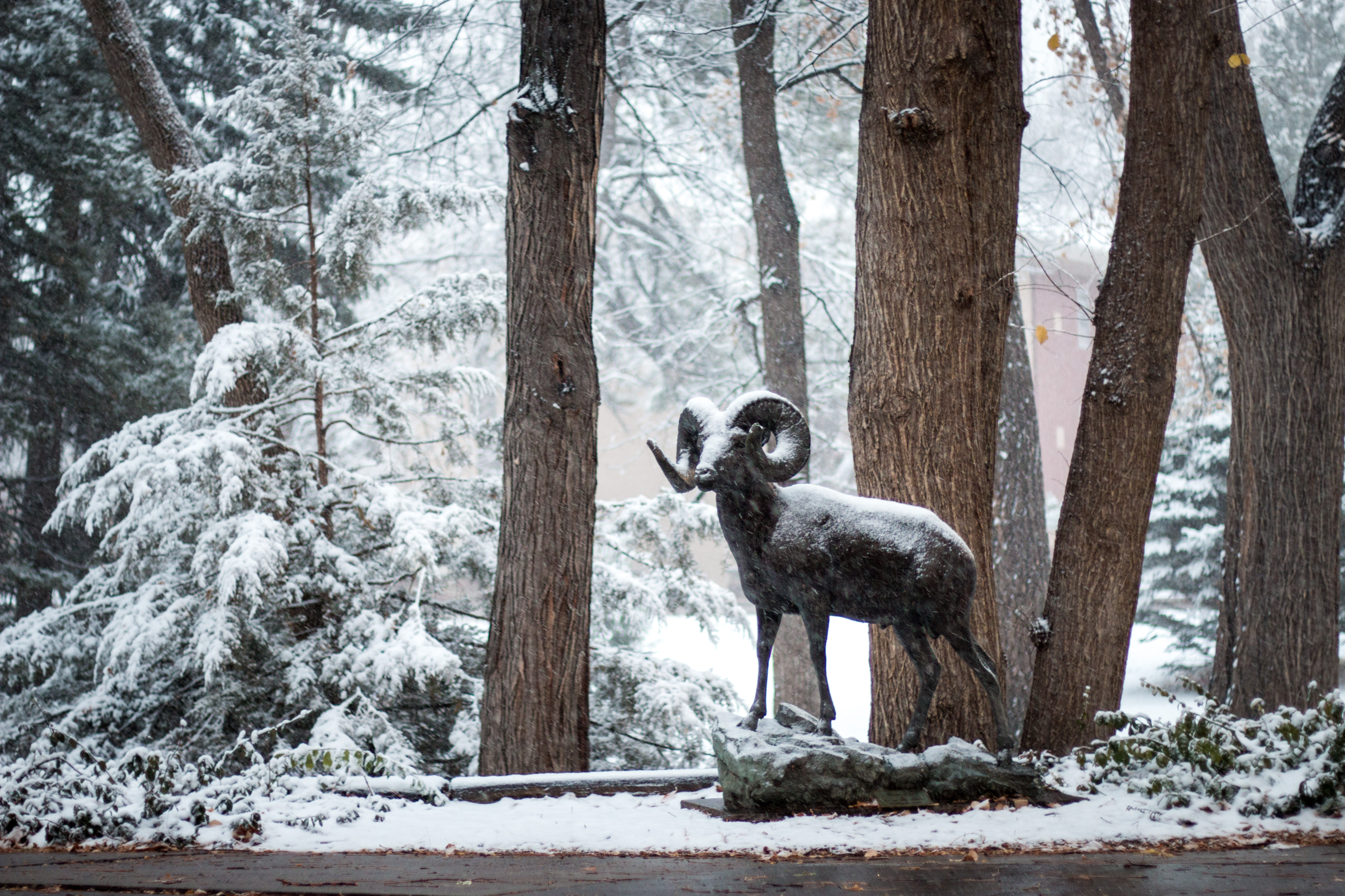 PHOTOS: First snow of the season at CSU - The Rocky Mountain Collegian