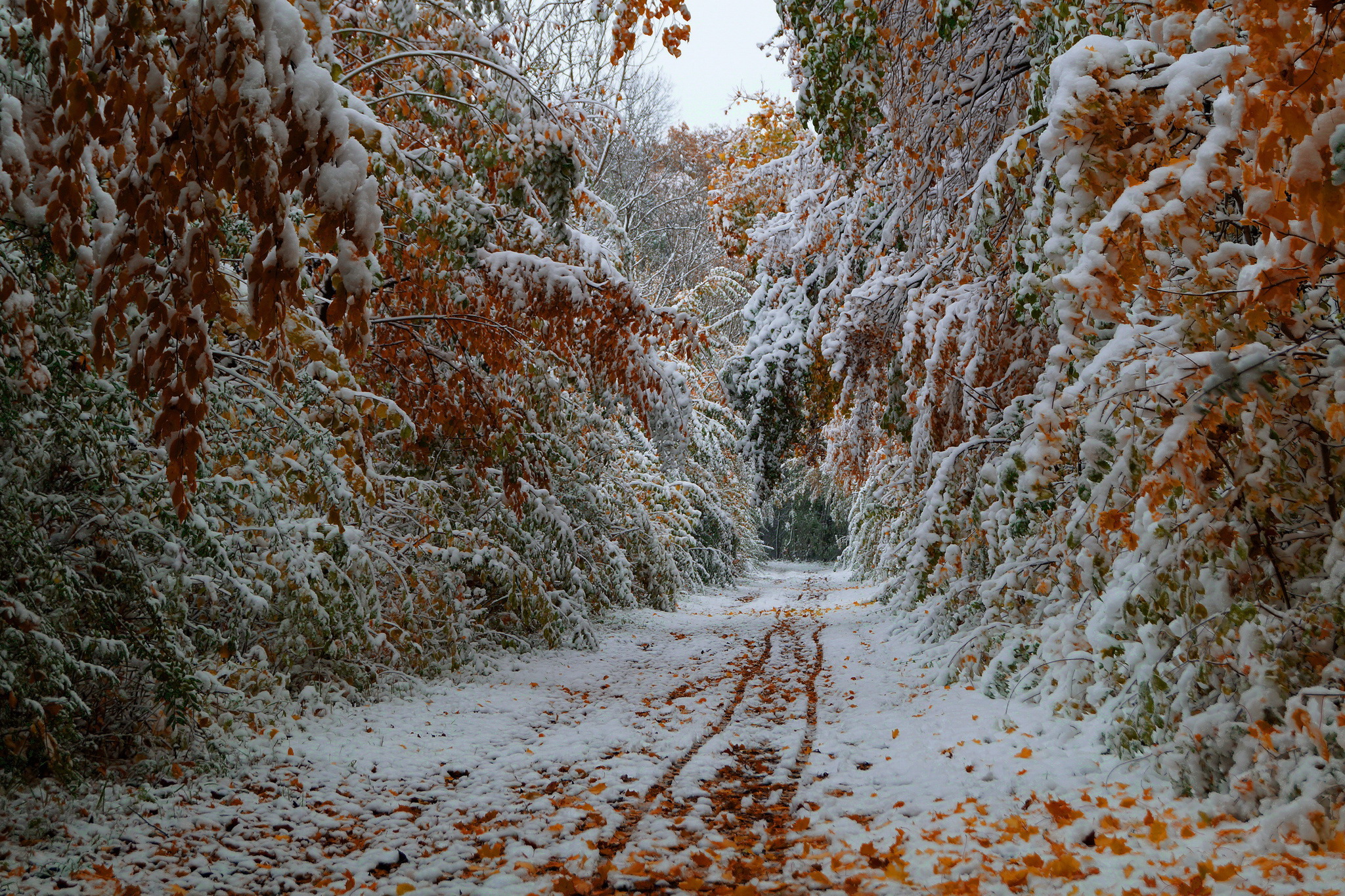 Snow before autumn end / 2048 x 1365 / Forest / Photography ...