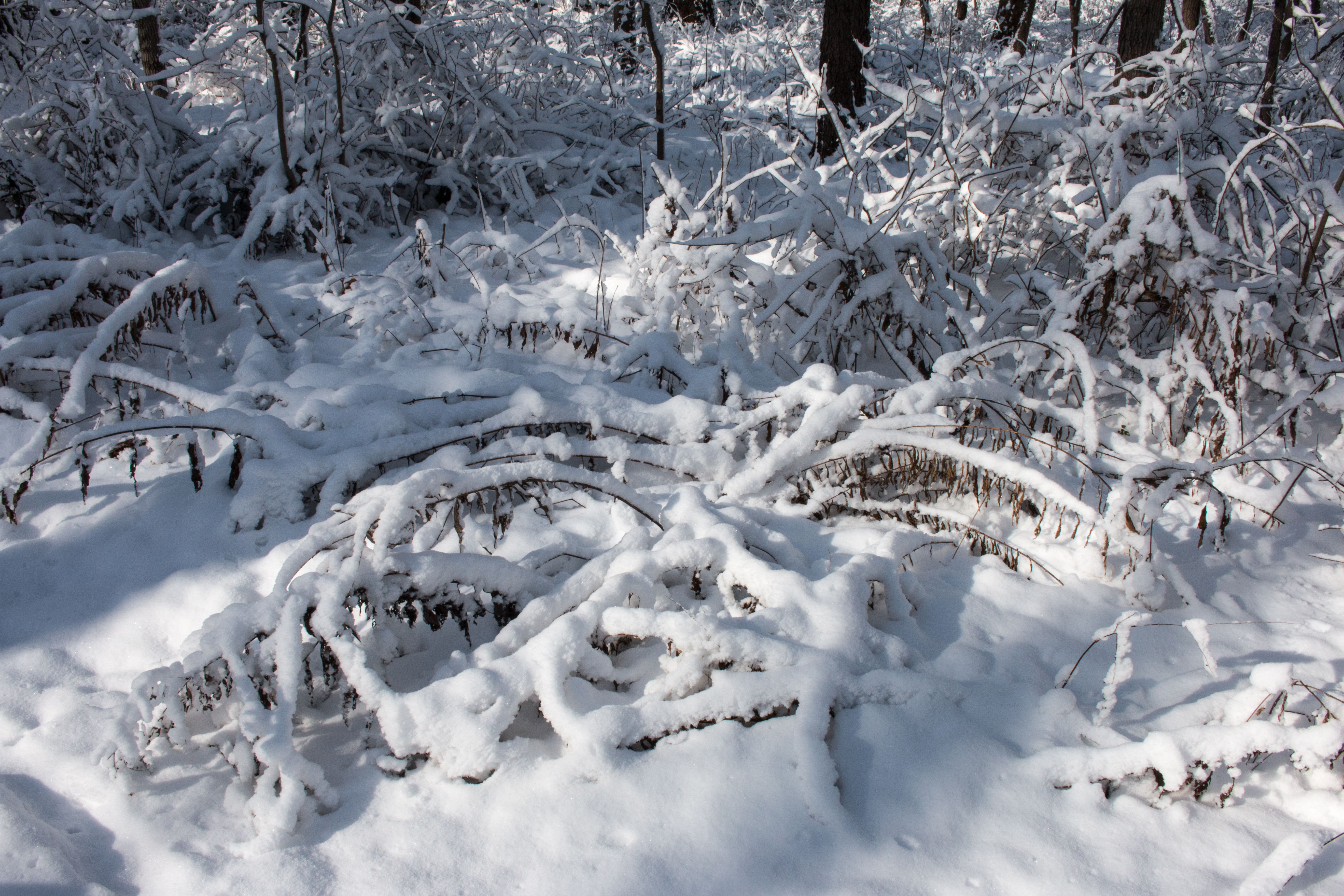 First Snow | Nature Inquiries